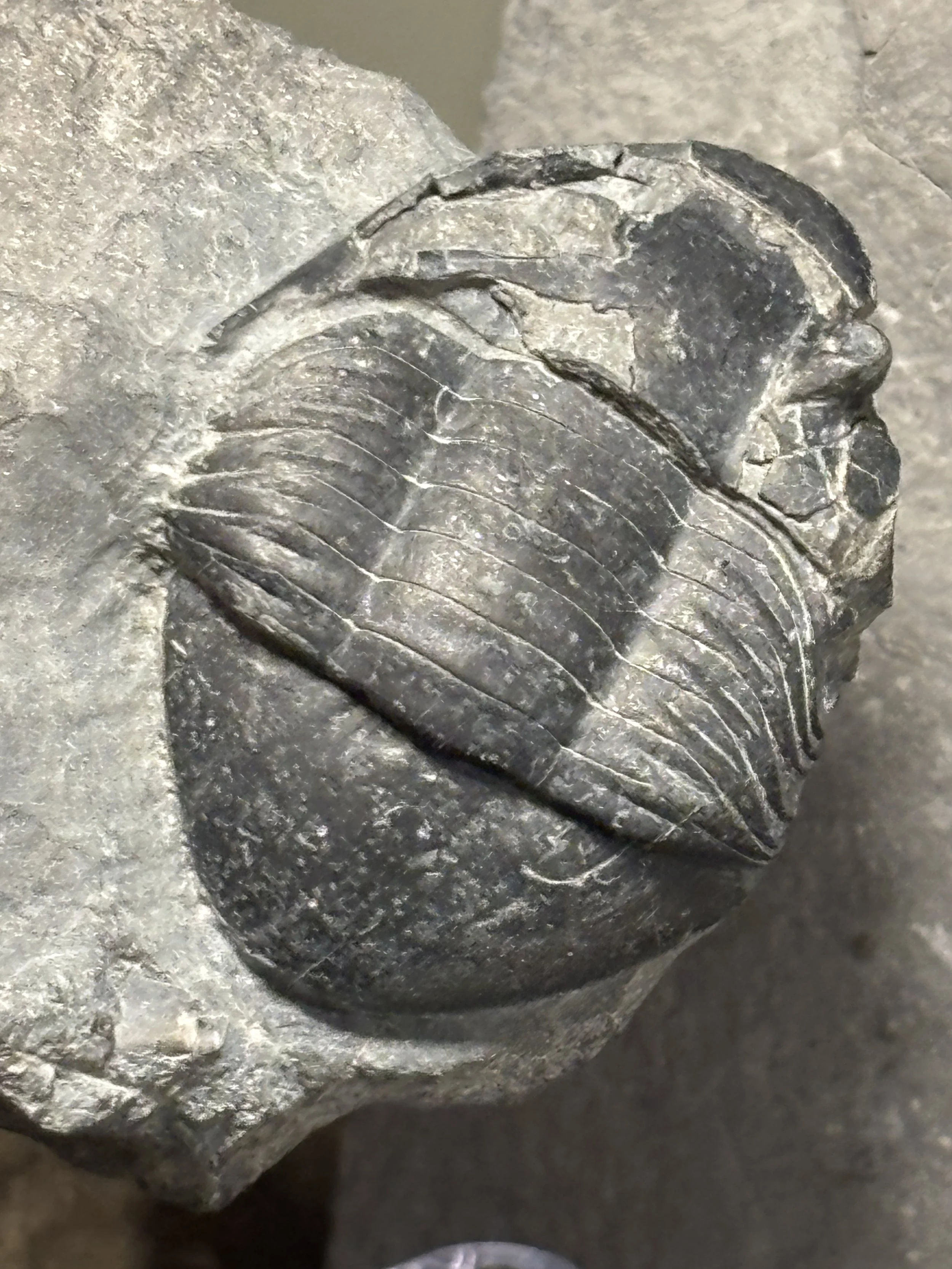 43mm Liomegalaspides hupeiensis, Upper Ordovician Dawan Formation Yichuan, Hubei, China