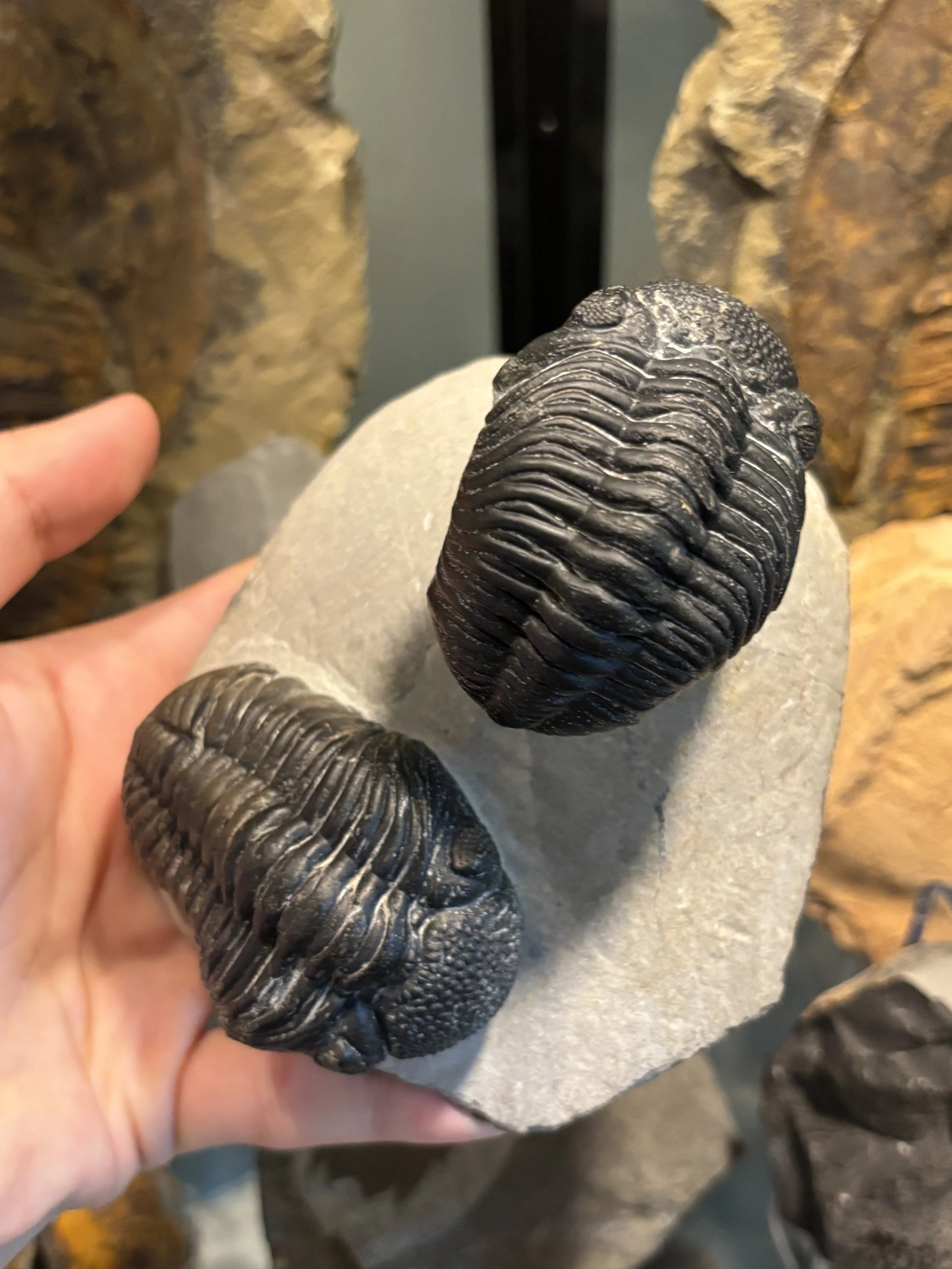 72mm, 65mm, Pedinopariops (Hypsipariops) vagabundus, Middle Devonian Eifelian stage, Bou Dib Formation, Jbel Mrakib Morocco  