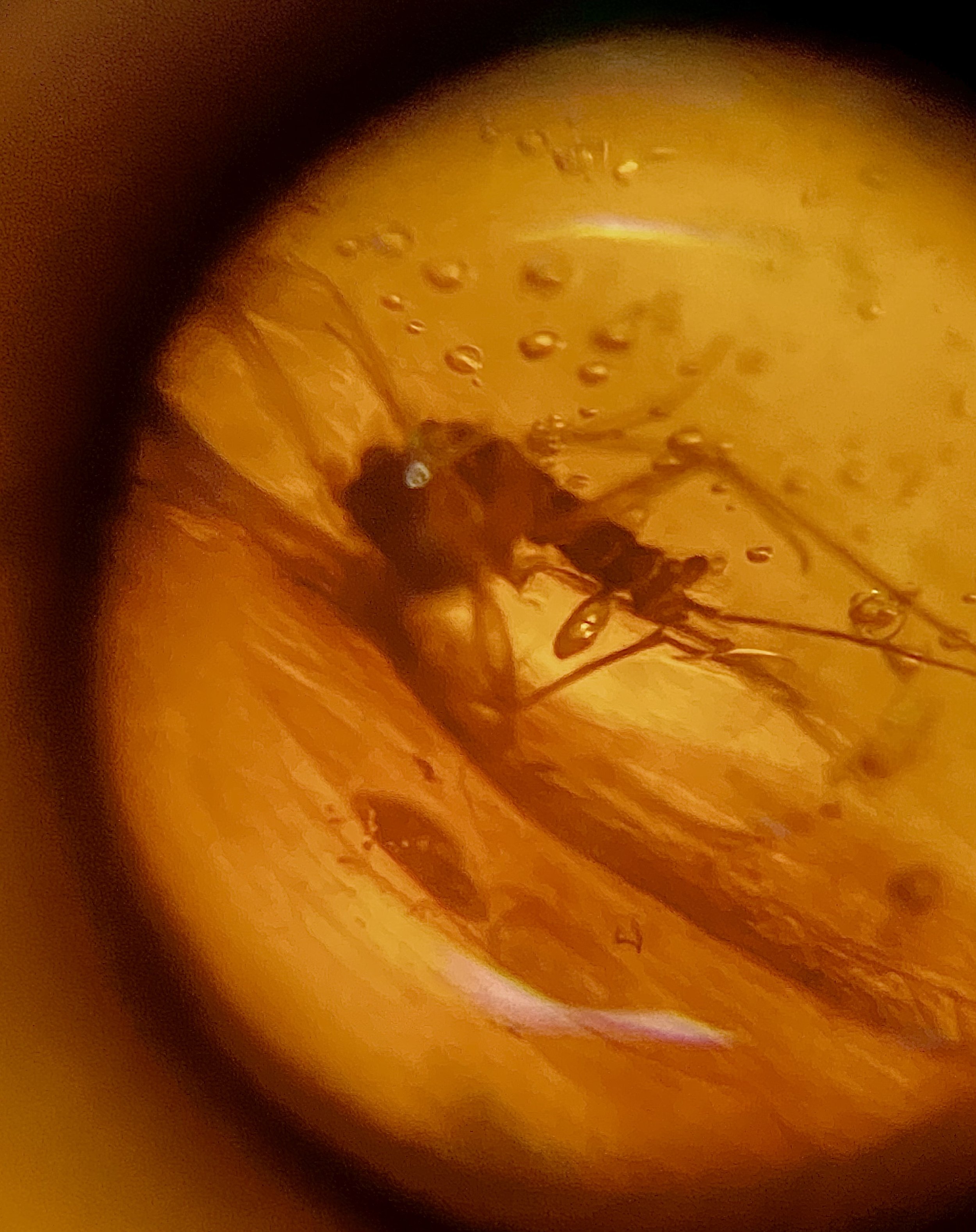 Insect Inclusions viewed under a macrolens, Early Miocene, Chiapas Amber, Mexico