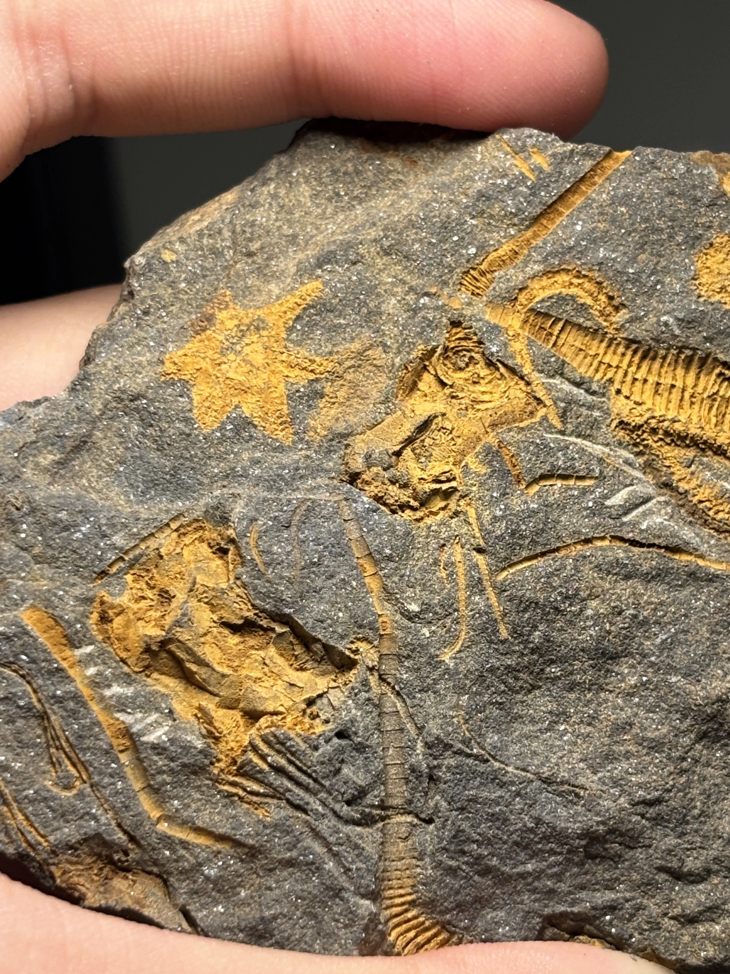 Unidentified Carpoids, Ordovician: Lower/Middle Caradoc Stage, Lower Ktaoua Formation, El Kaid Rami, Morocco