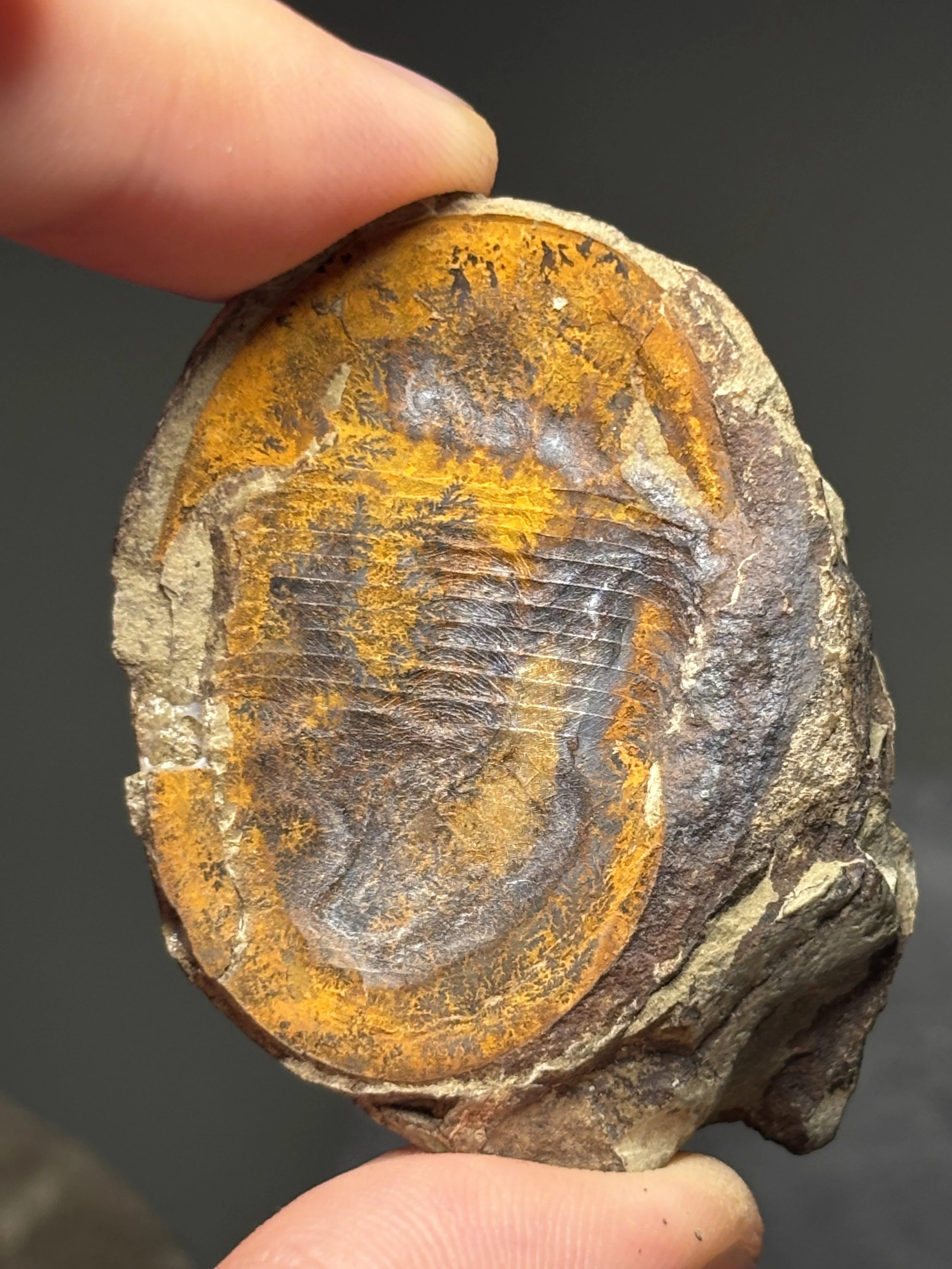 43mm negative Ciliscutellum ciliensis, Lungmachi formation, Lower Silurian  deposits of Hunan, China