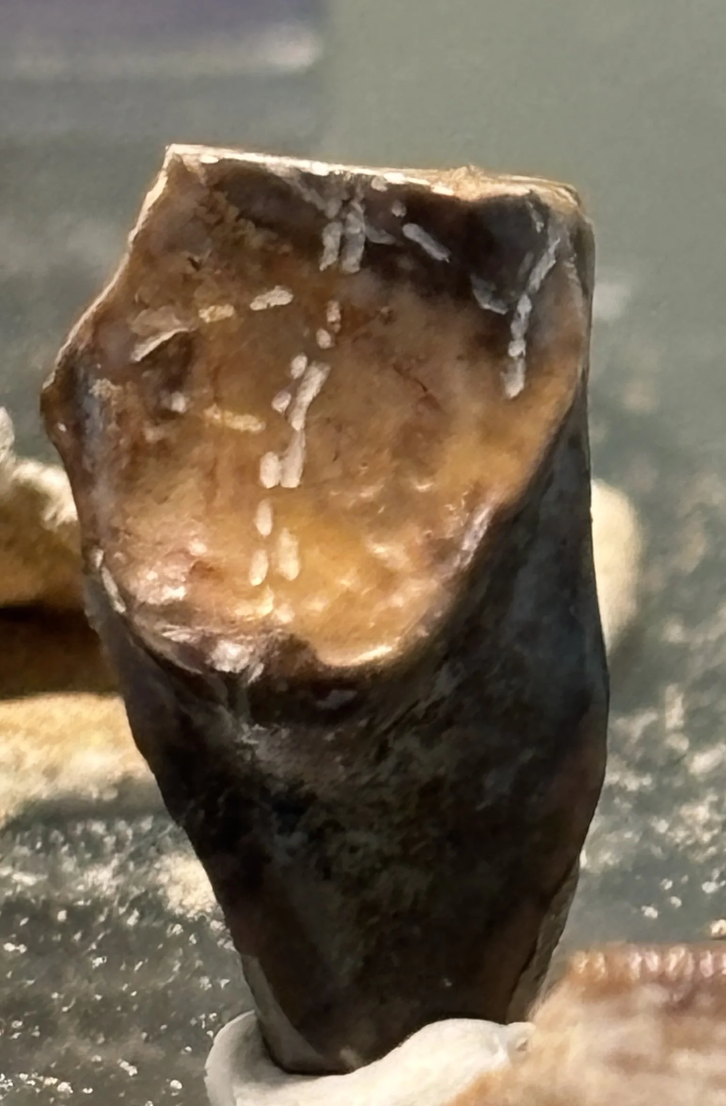 Worn Triceratops tooth, showing extreme wear likely discarded, Cretaceous, Hell Creek Formation, Wyoming, USA 