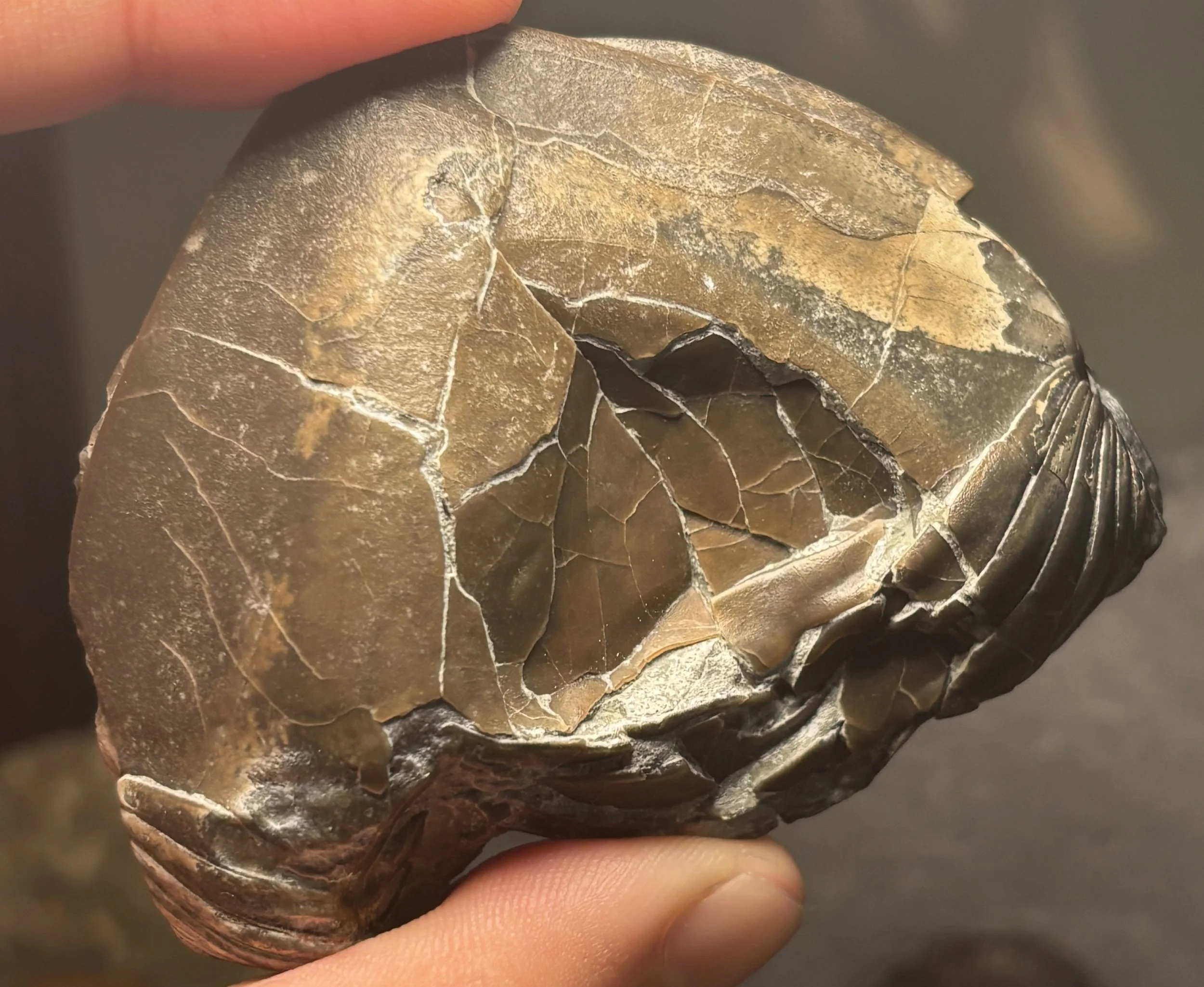 73mm wide enrolled Isotelus maximus