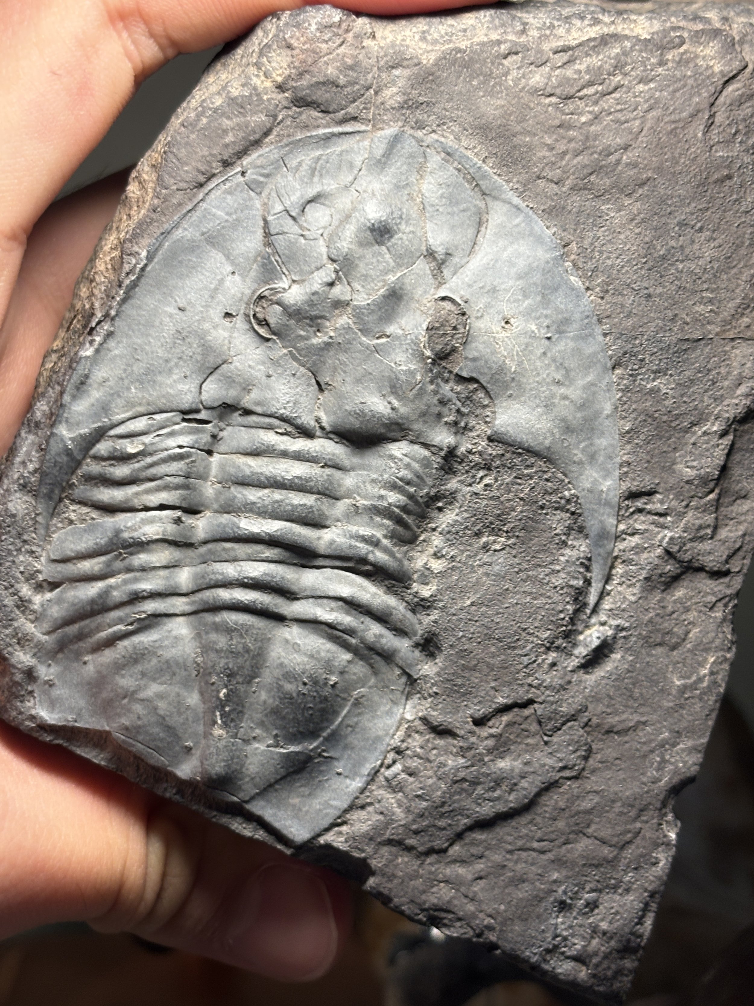 82mm compressed Asaphellus sp. Lower Ordovician, Madaoyu Formation, Yongshun County, Western Hunan, South China