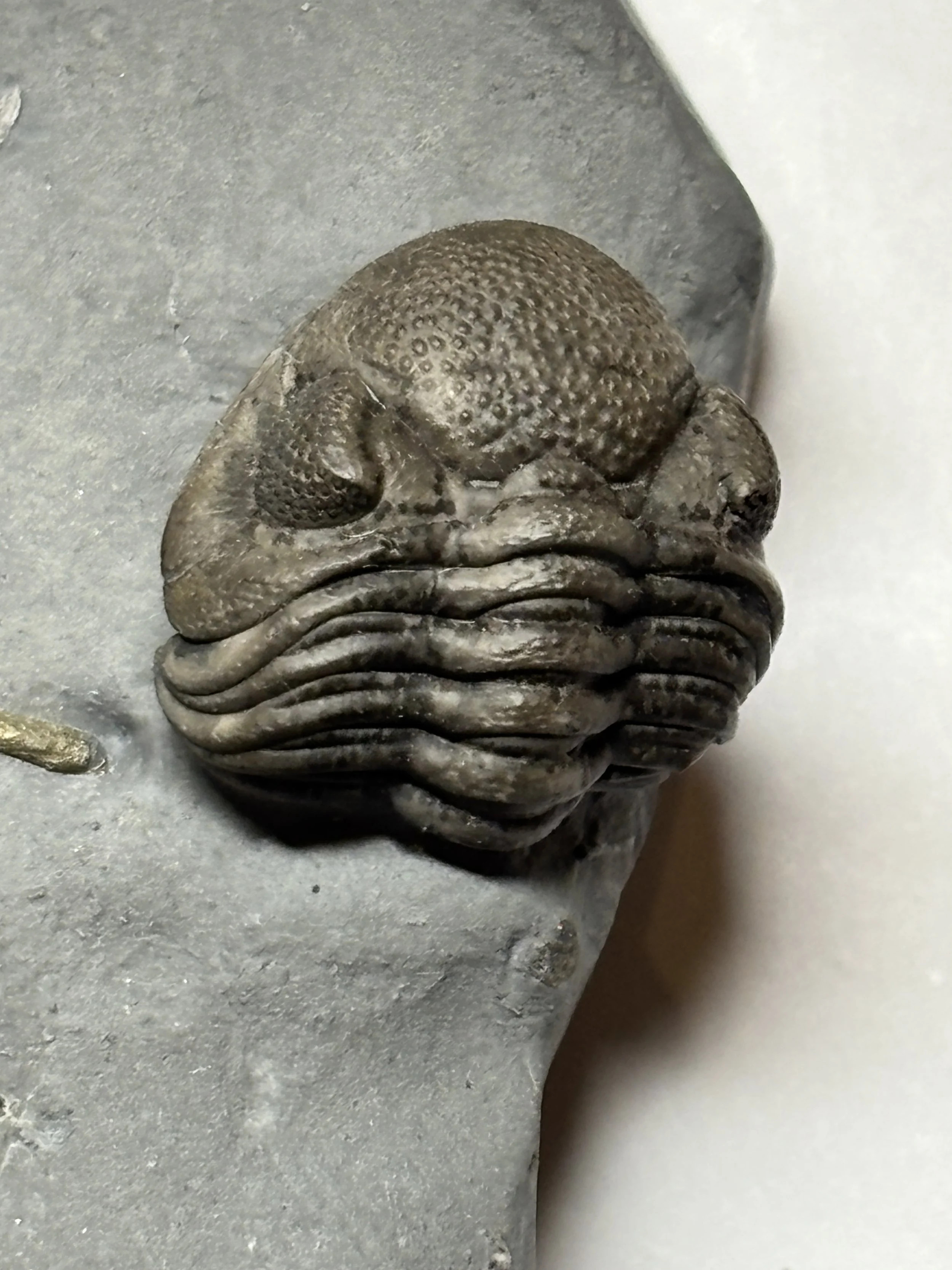 18.4mm Eldredgeops rana enrolled, Middle Devonian-Givetian Stage, Hamilton Group, Wanakah Shale, New York