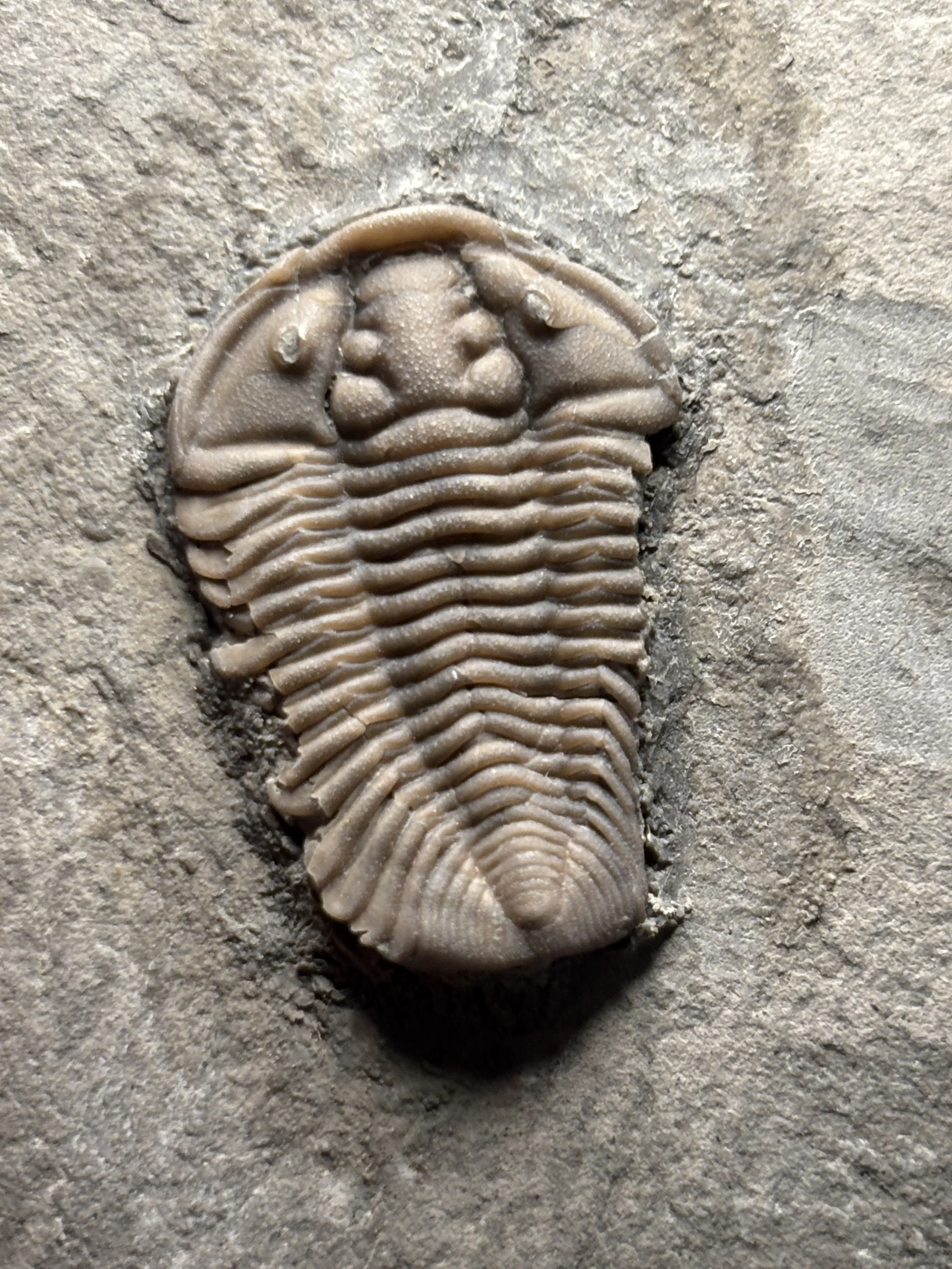 31mm Flexicalymene sp. Middle Ordovician, Bobcaygeon Formation, Ontario, Canada 