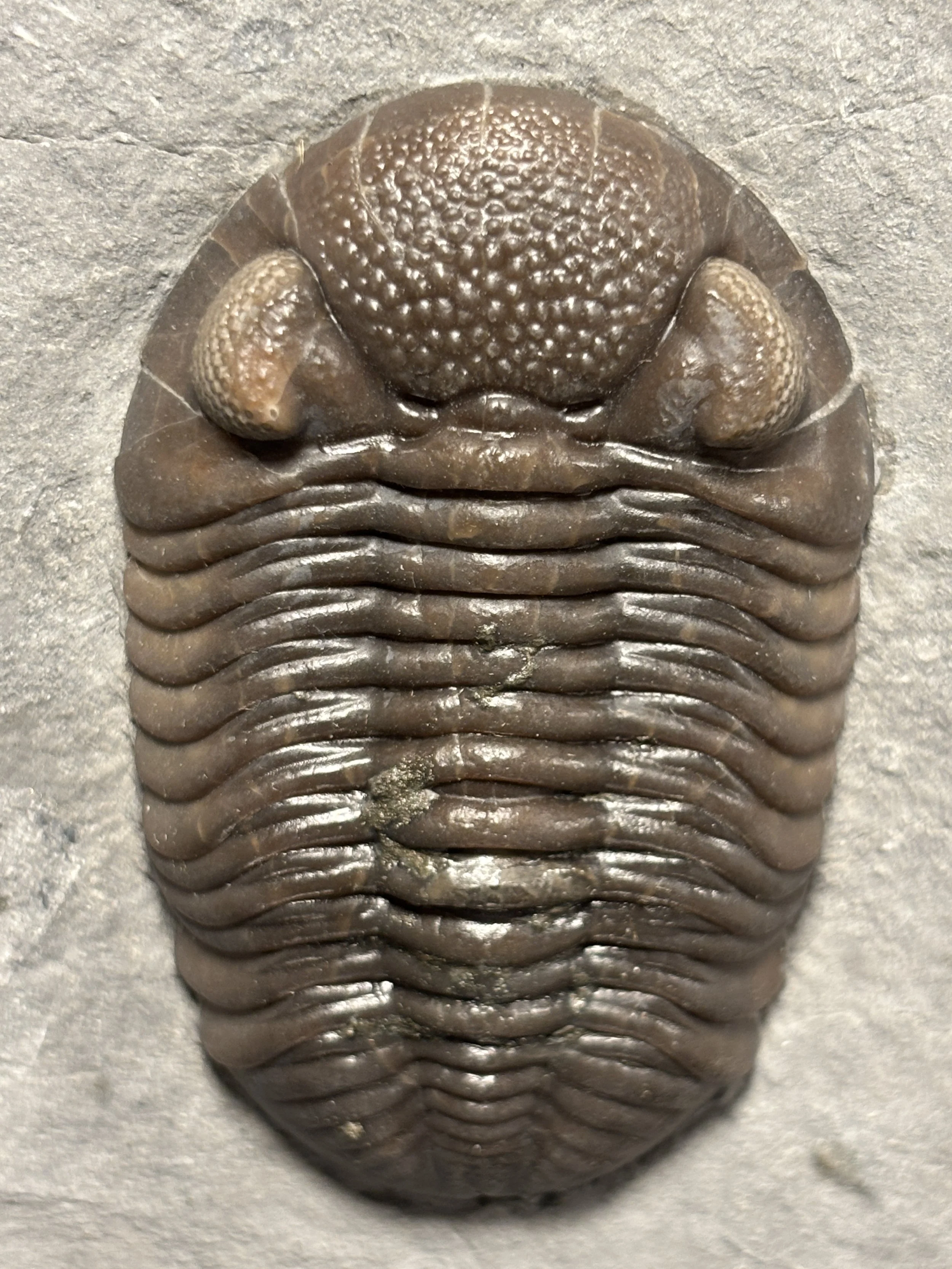61mm Prone specimen of Eldredgeops rana crassituberculata, Middle Devonian-Givetian stage, Silica Formation, Paulding, Ohio, 