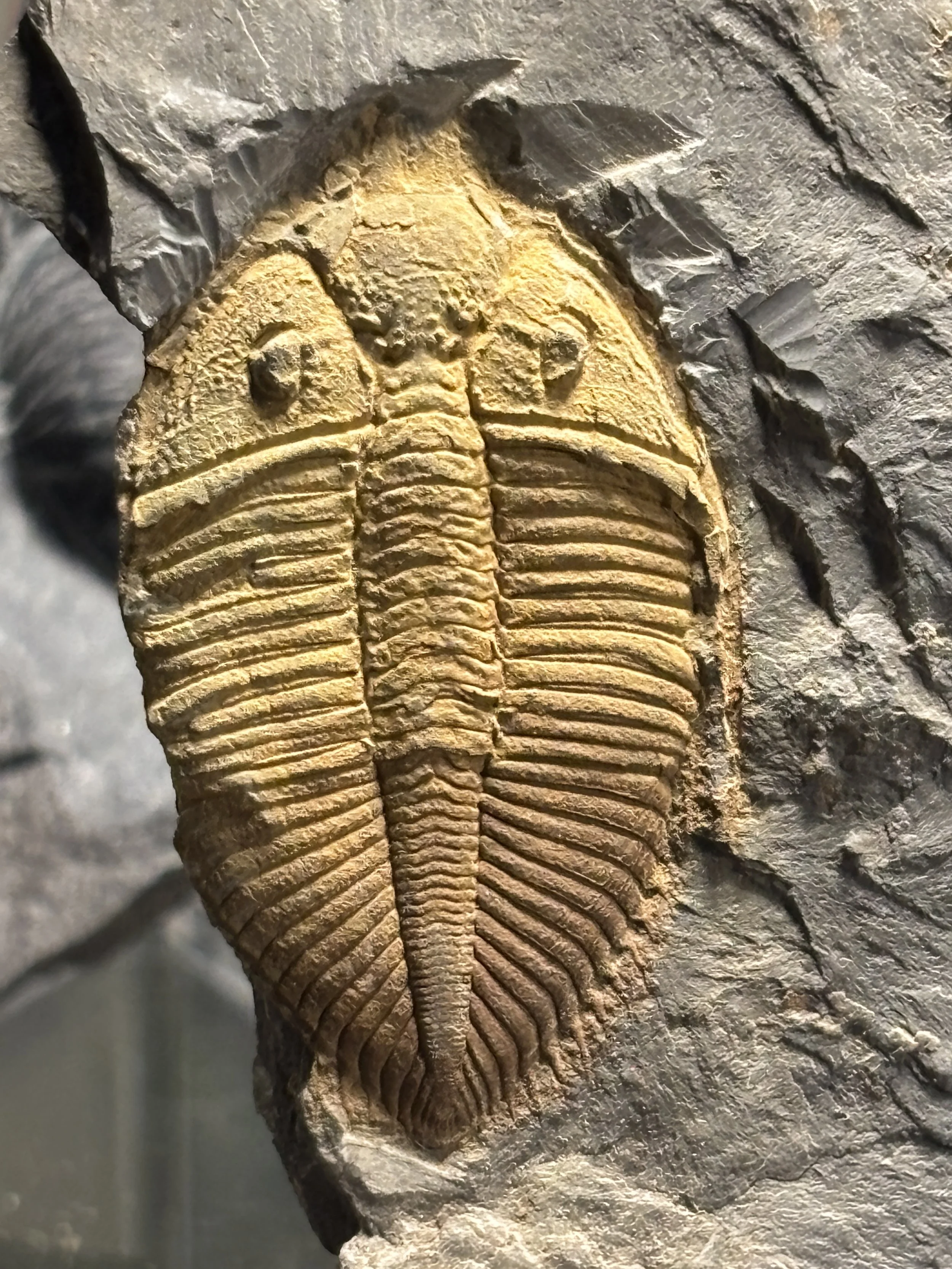 50mm Coronocephalus gaoluoensis, Early Silurian(Llandovery stage), Xiushan formation, Yongshun county, Western Hunan province