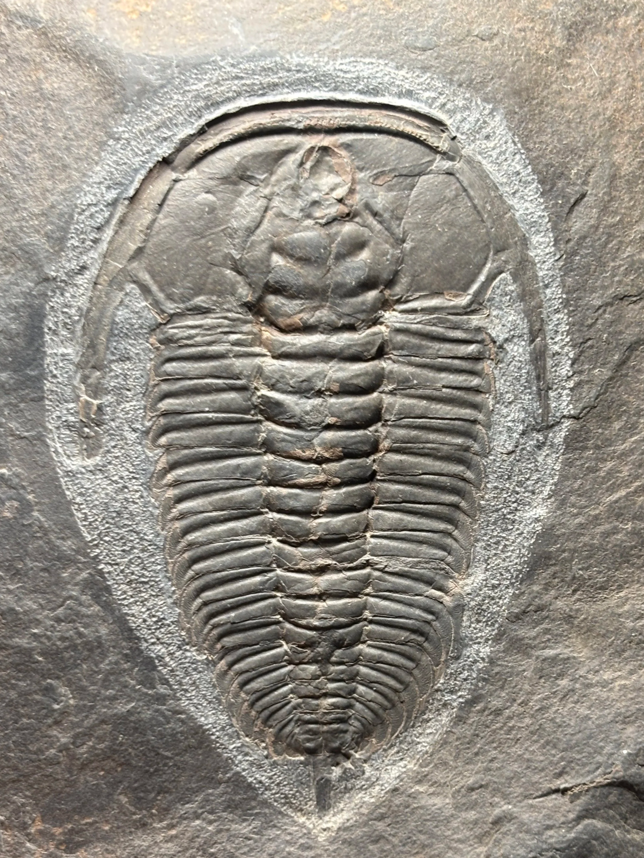 Fossil of a trilobite embedded in a gray sedimentary rock.
