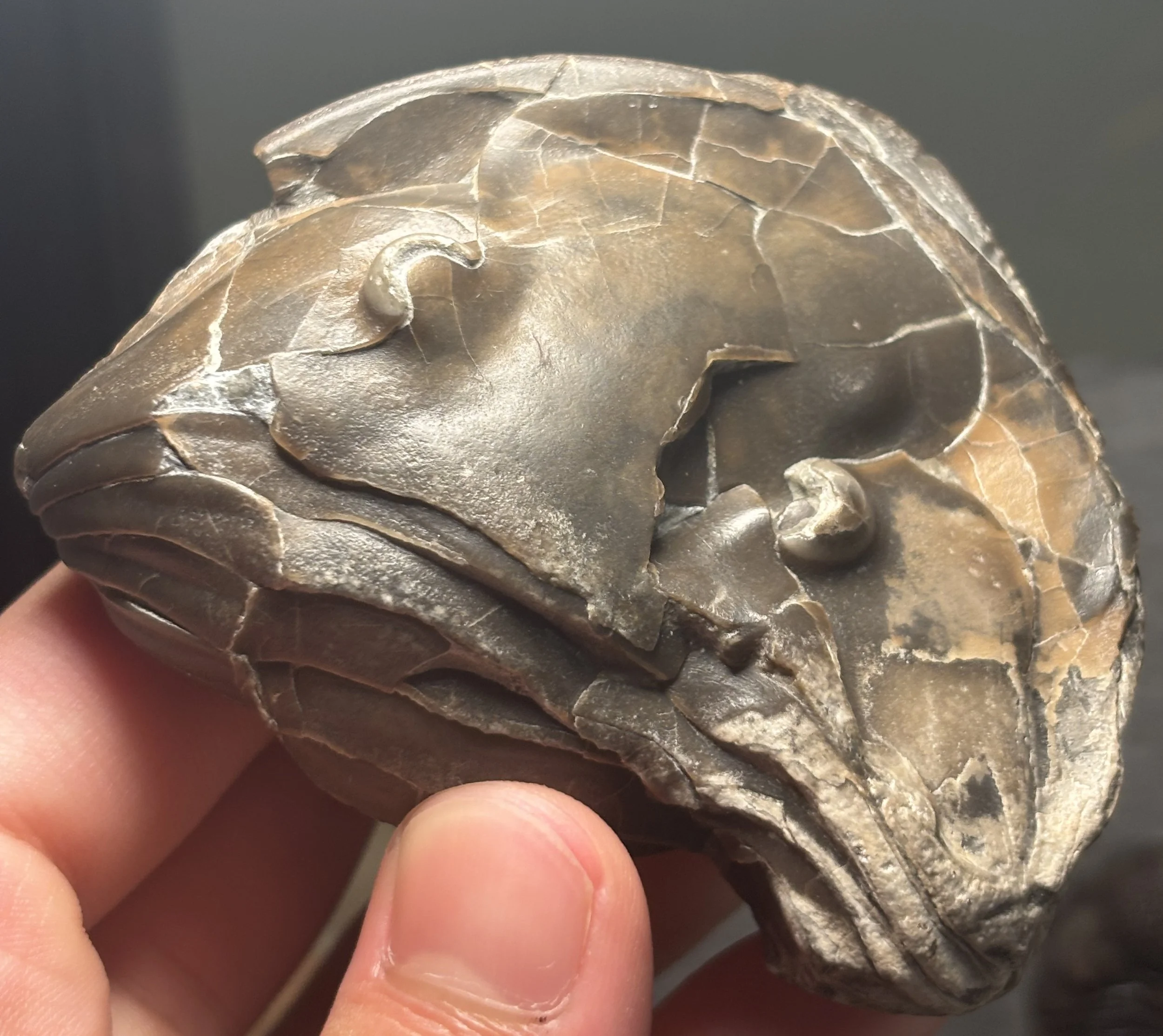 73mm wide enrolled Isotelus maximus