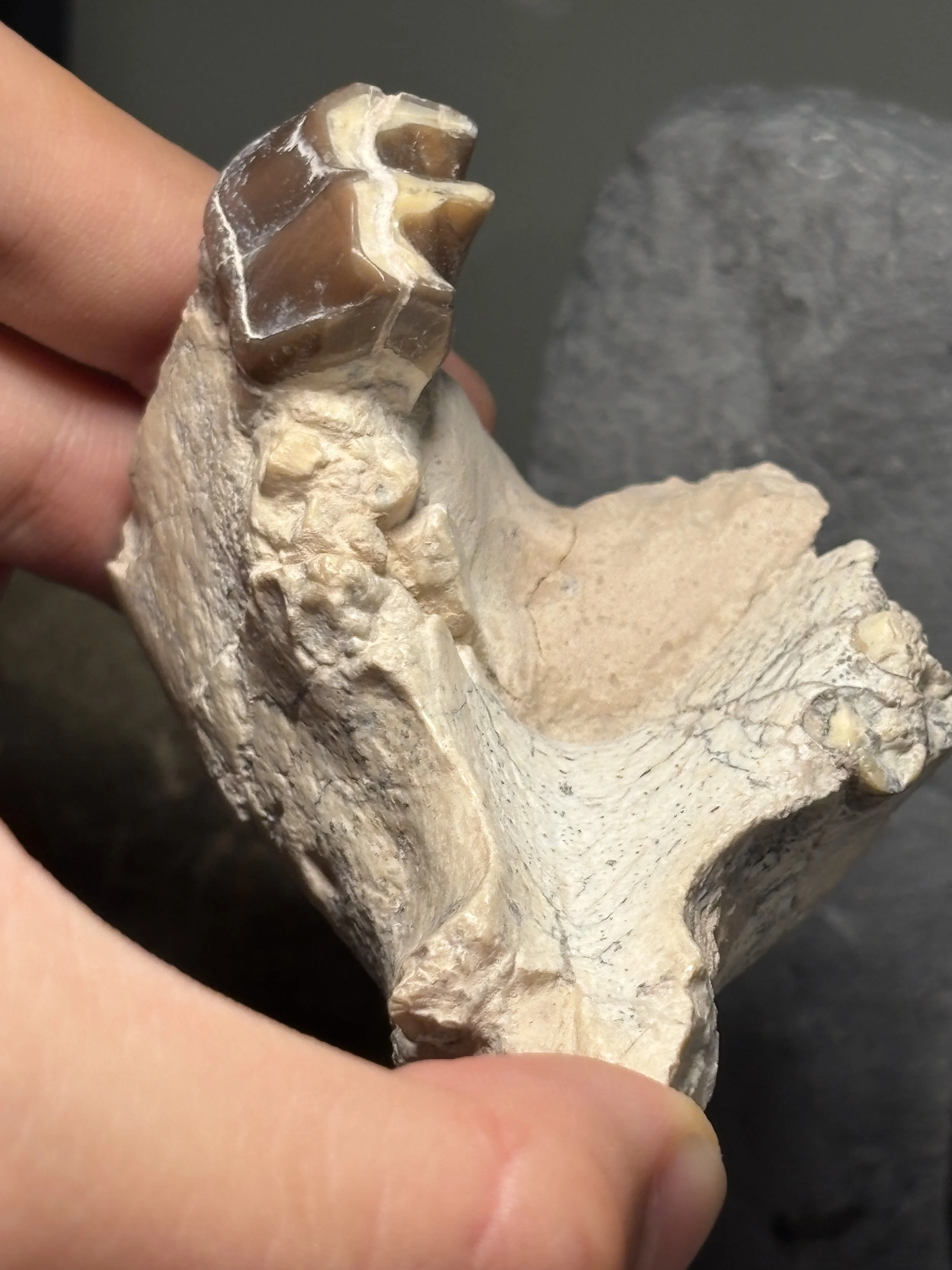 Hyracodon nebrascensis lower jaw and molar, Oligocene, Brule Formation - White River Badlands Group, Pennington County, South Dakota
