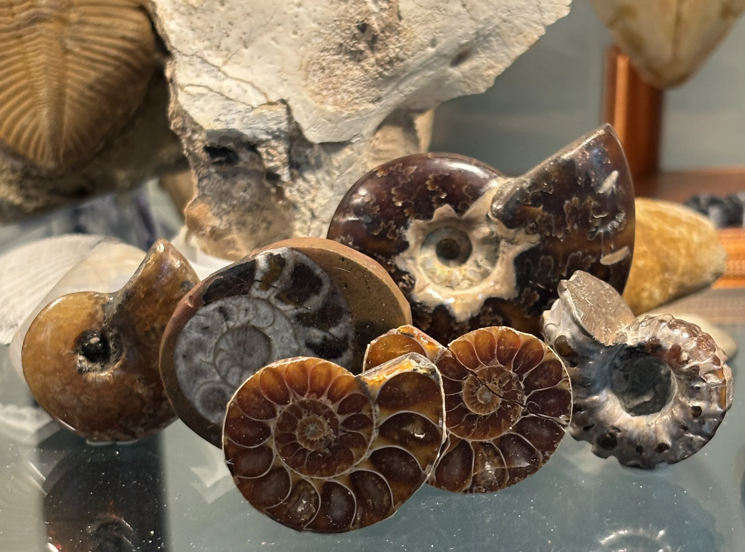 Assortment of polished mineralized Madagascar Ammonites: Cleoniceras sp. & Douvilleiceras mammilatum, Ambatolafia, Mahajanga Province, Madagascar