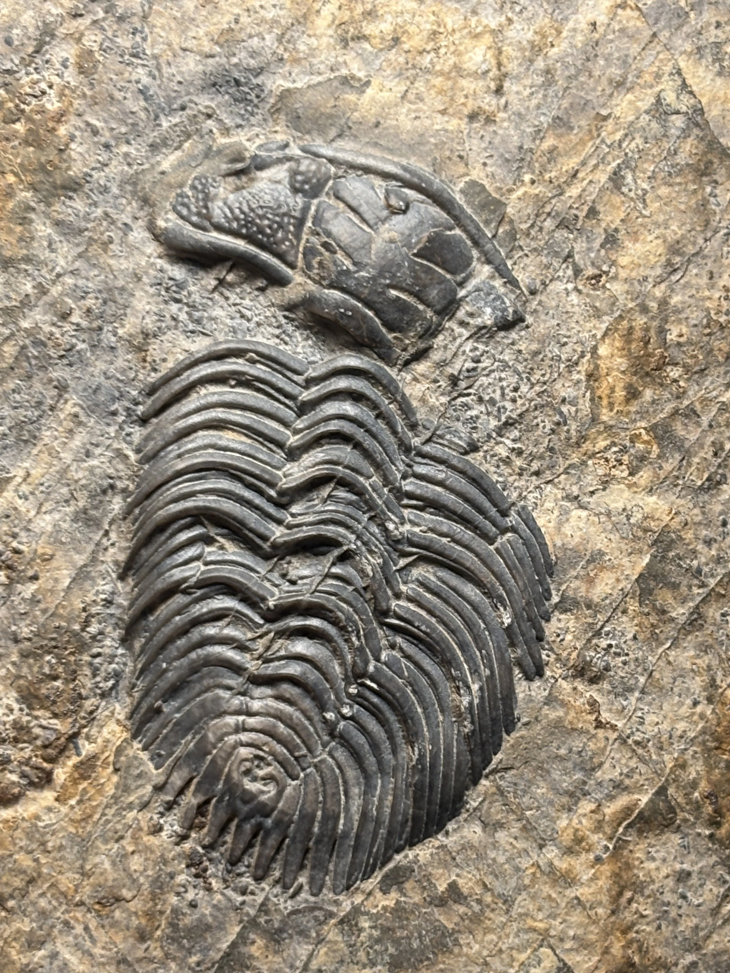 55mm Liexiaspis zhengjiaensis, Early Ordovician, Yinchufu Formation, Tremadoc layers, Yongshun, Hunan, China