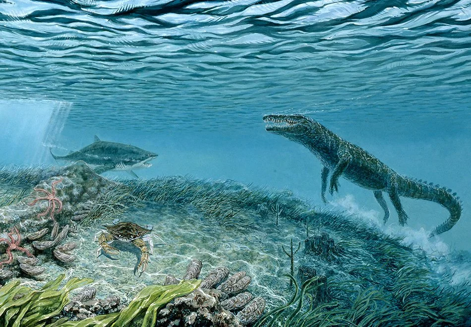 Eocene Seas-https://www.floridamuseum.ufl.edu/exhibits/blog/florida-fossils-eocene-epoch/