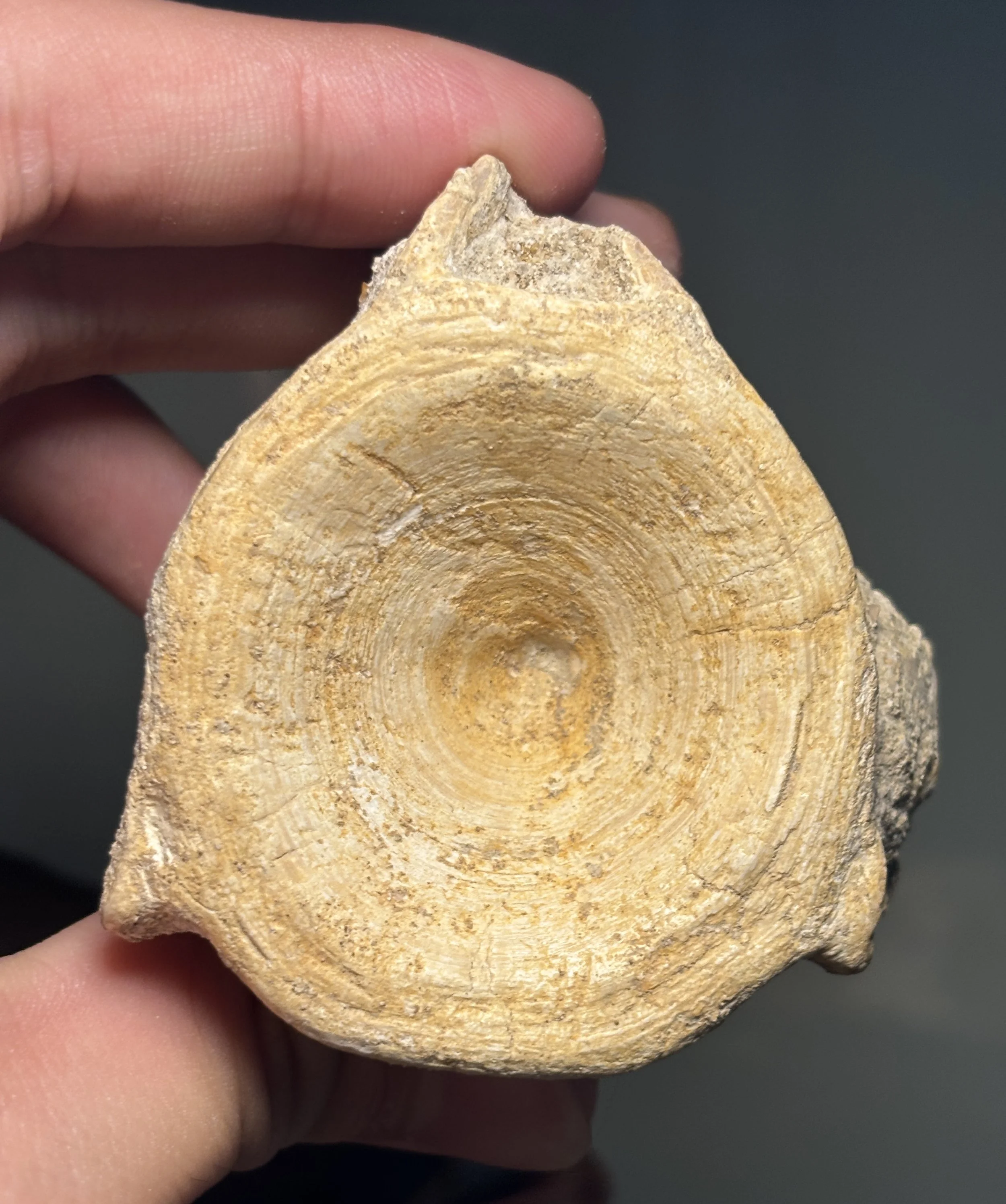 Enchodus vertabrae: large predatory fish, Late Cretaceous, Phosphate Mines, Khouribga, Morocco