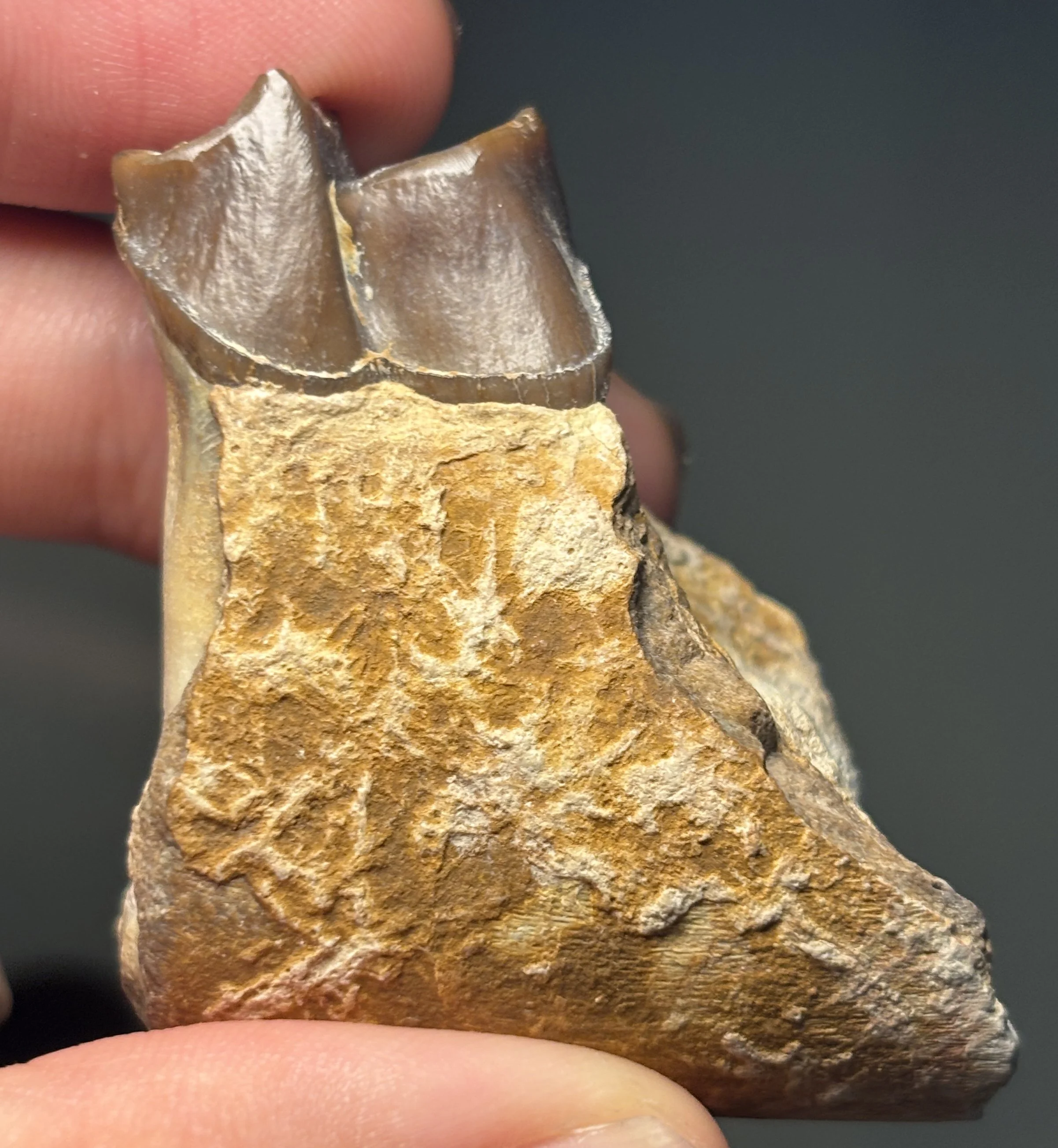 Hyracodon nebrascensis, Oligocene, Brule Formation - White River Badlands Group, Pennington County, South Dakota