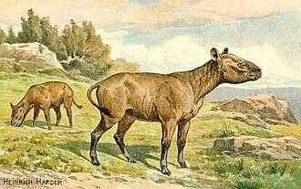 historical Hyracodon illustration