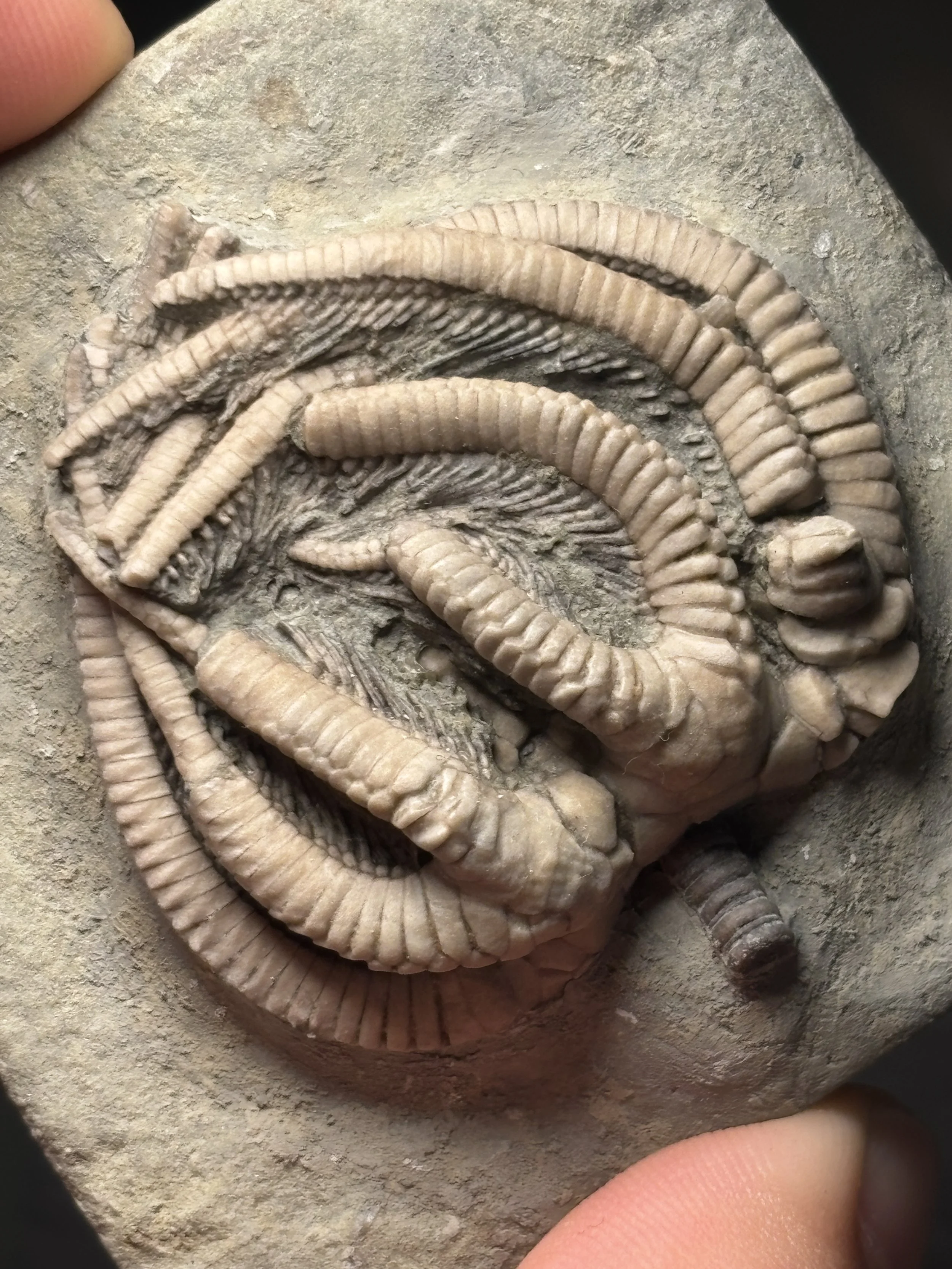  46mm Agariocrinus americanus, Crawfordsville, Indiana, Edwardsville Formation, Carboniferous-Mississippian 