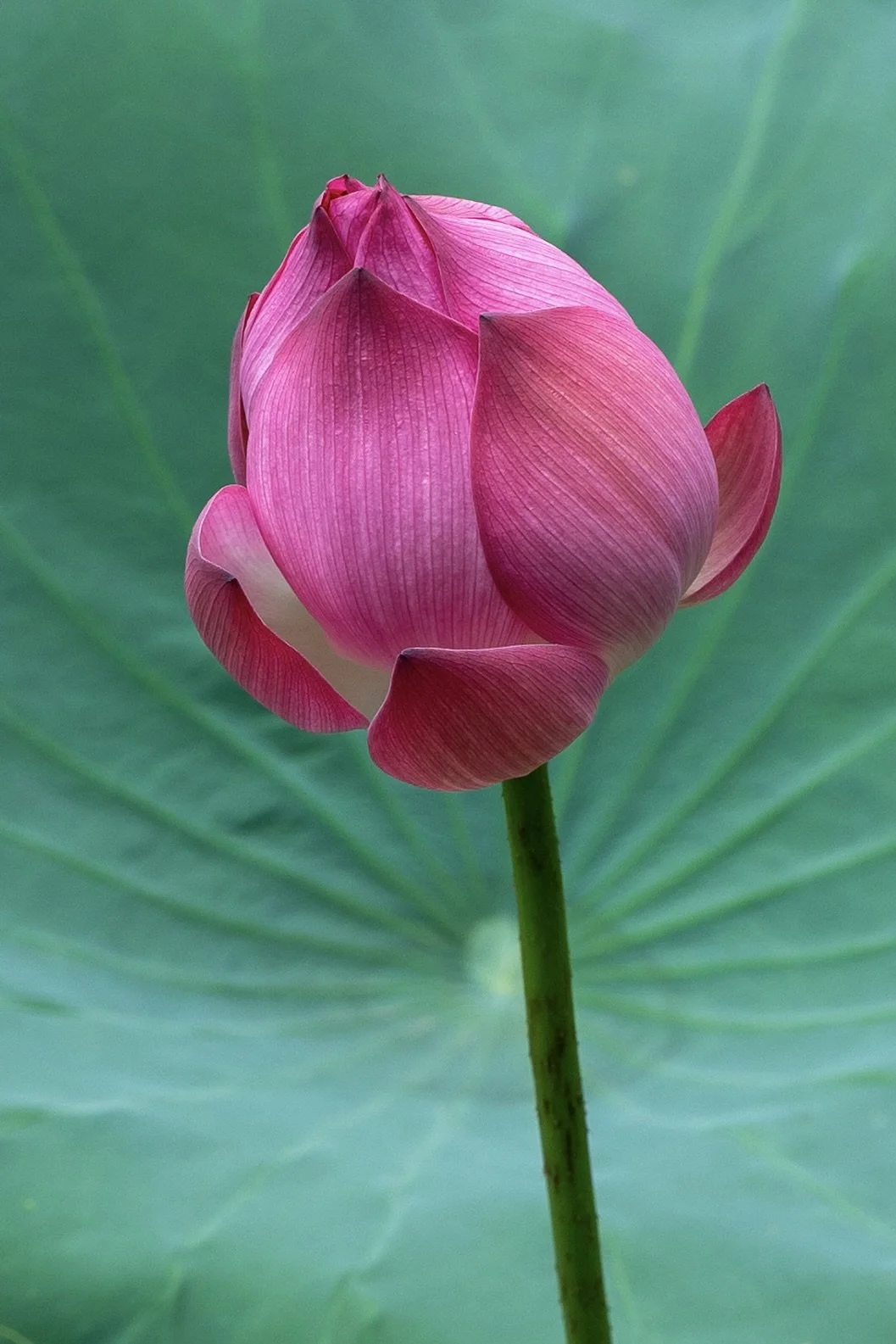 Pink lotus flower bud rising above a broad green leaf