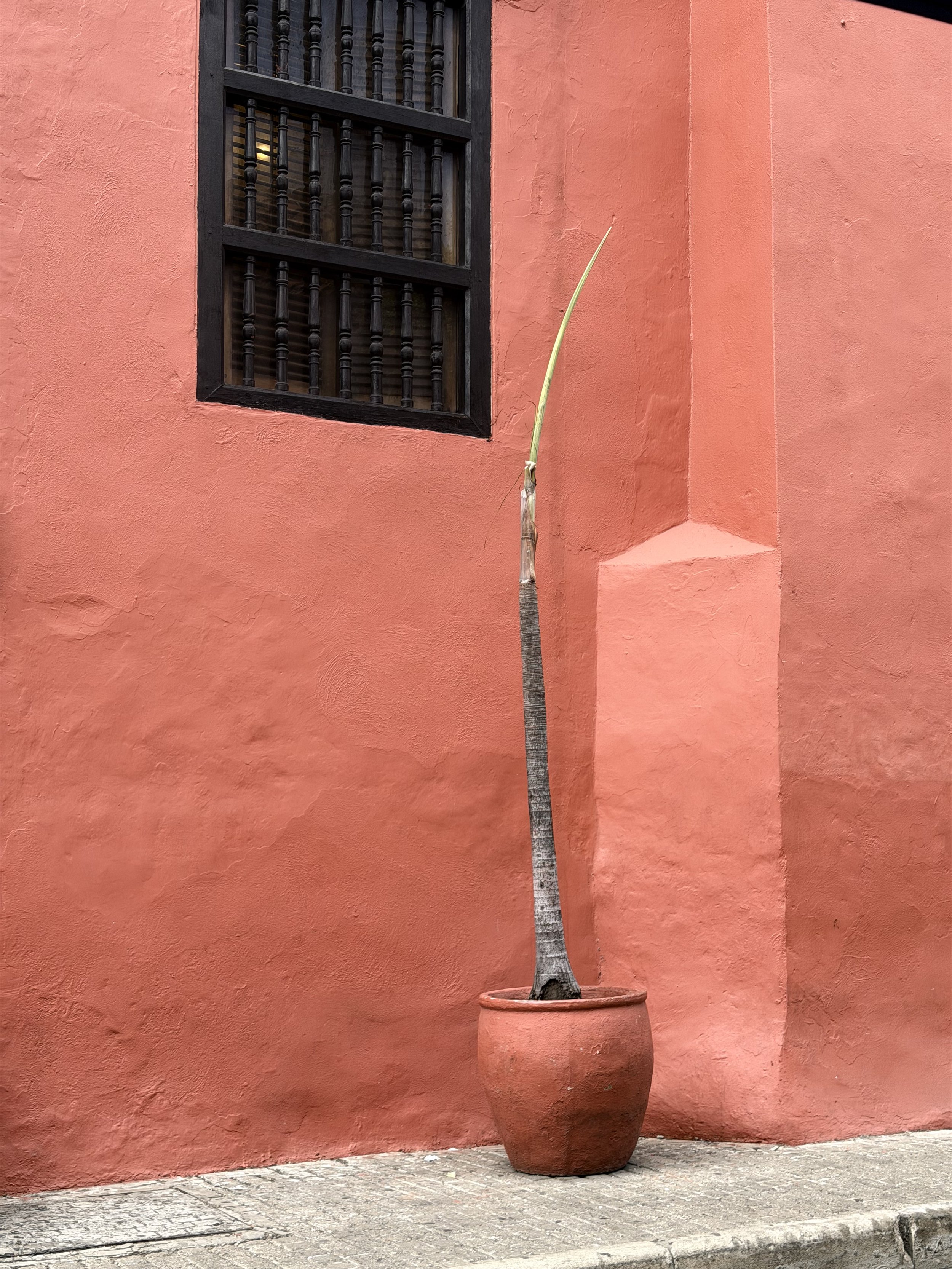 Single potted palm frond against a terracotta wall with a barred window