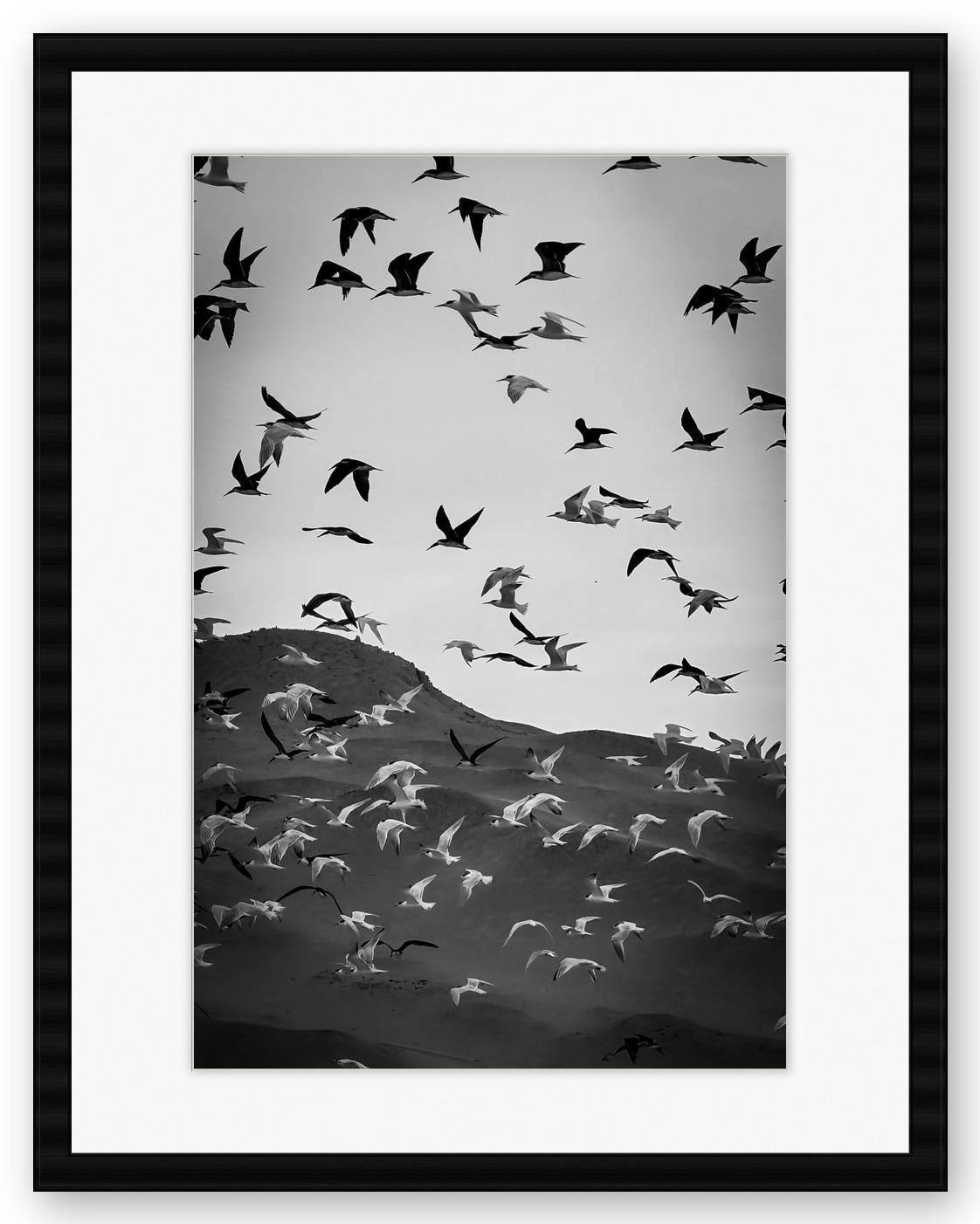 Black and white photo of seagulls flying over a hilly landscape.