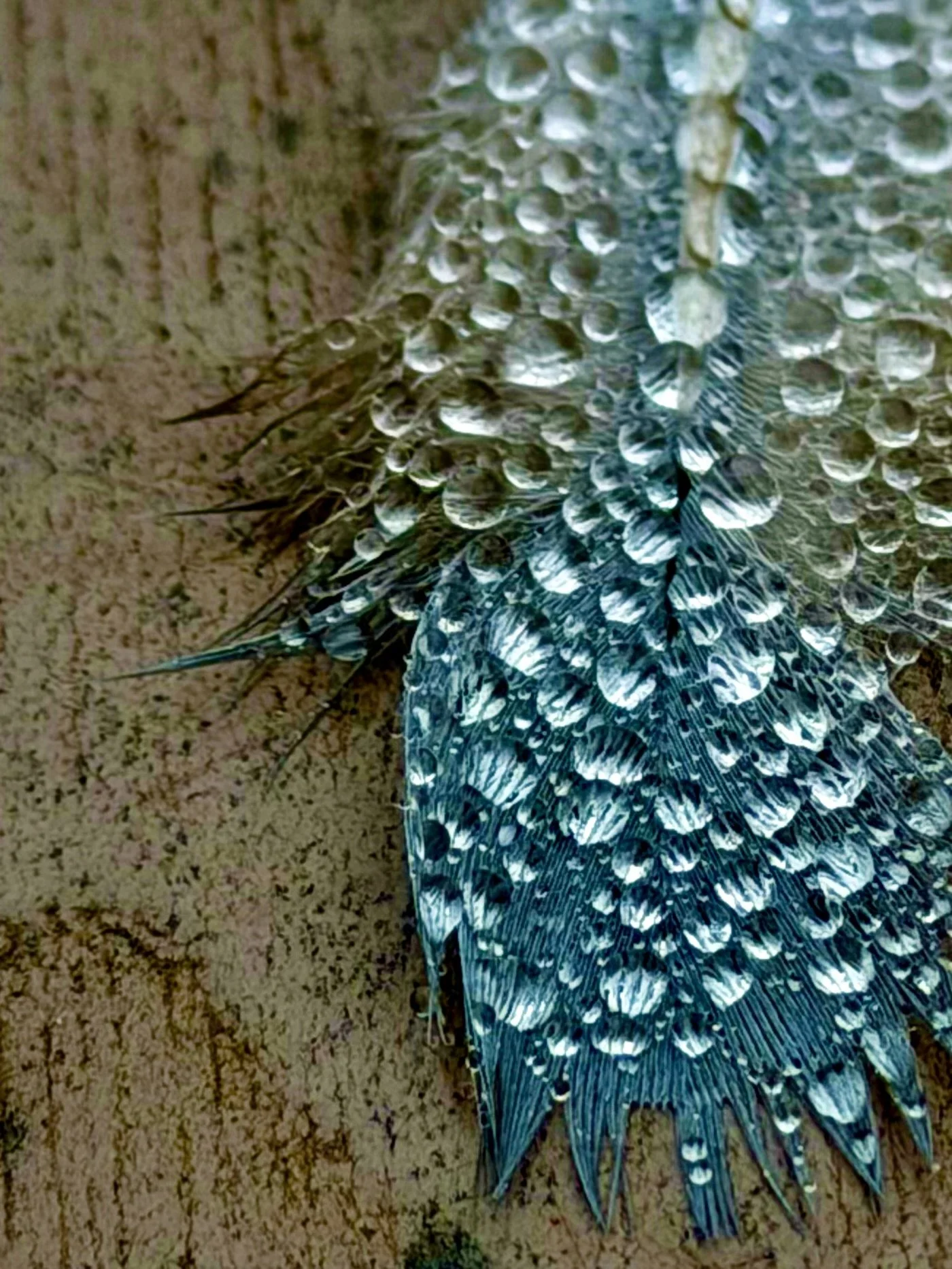 Macro shot of an iridescent teal feather covered in dew drops resting on weathered wood
