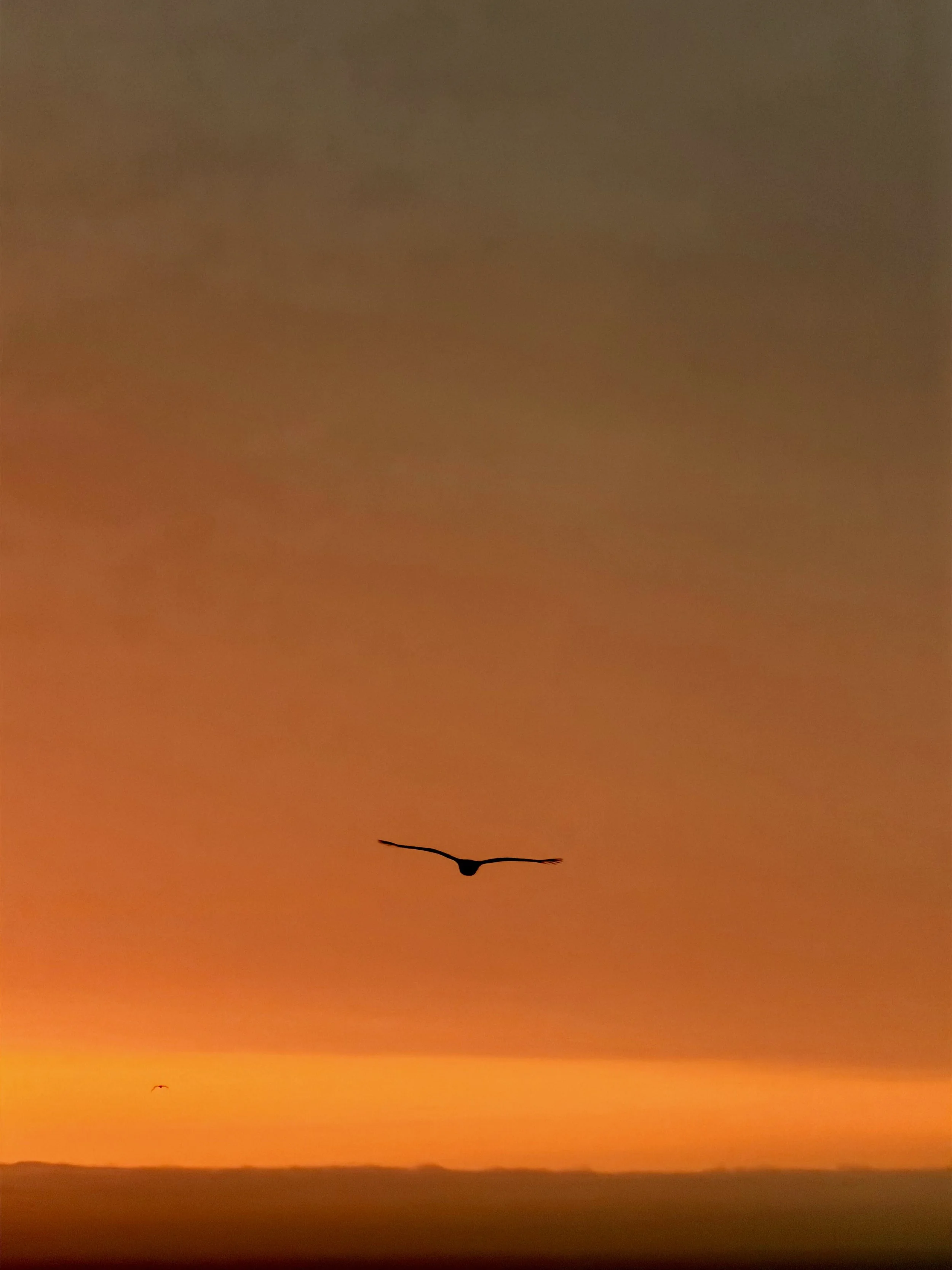 Bird silhouetted against a glowing orange sunset sky