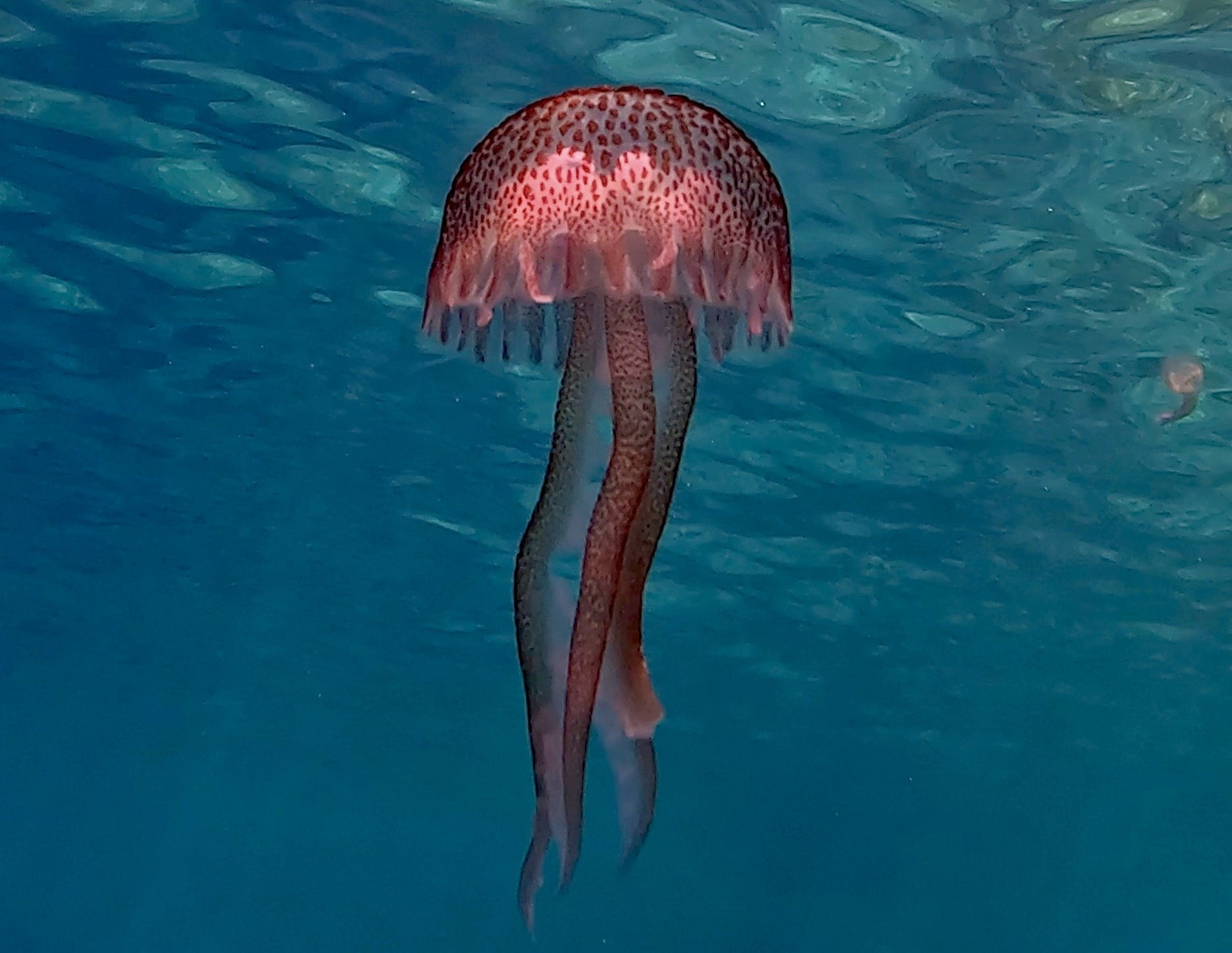 Pink jellyfish drifting through deep teal ocean water
