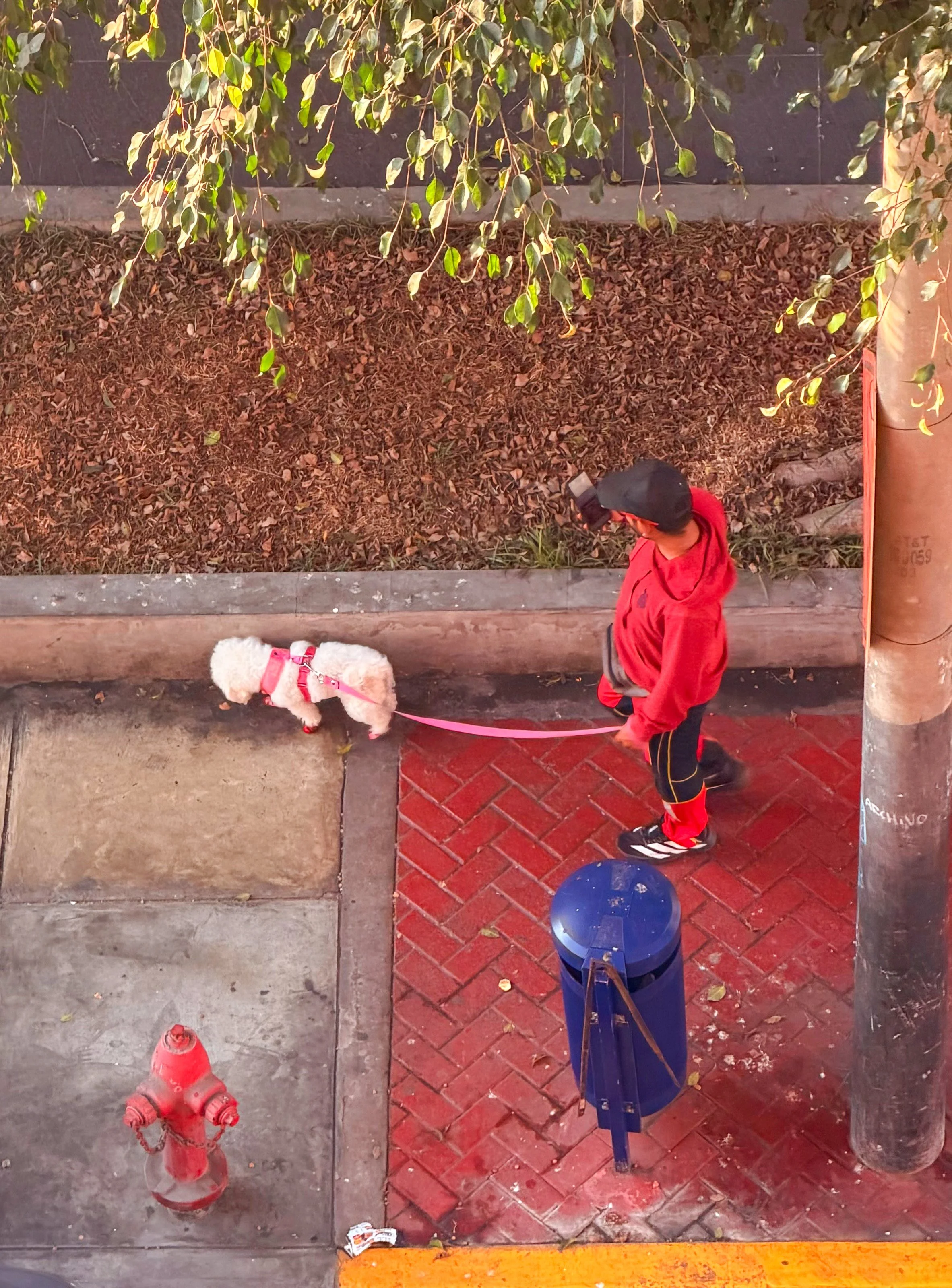 Aerial view of a person in red walking a small dog on a brick sidewalk