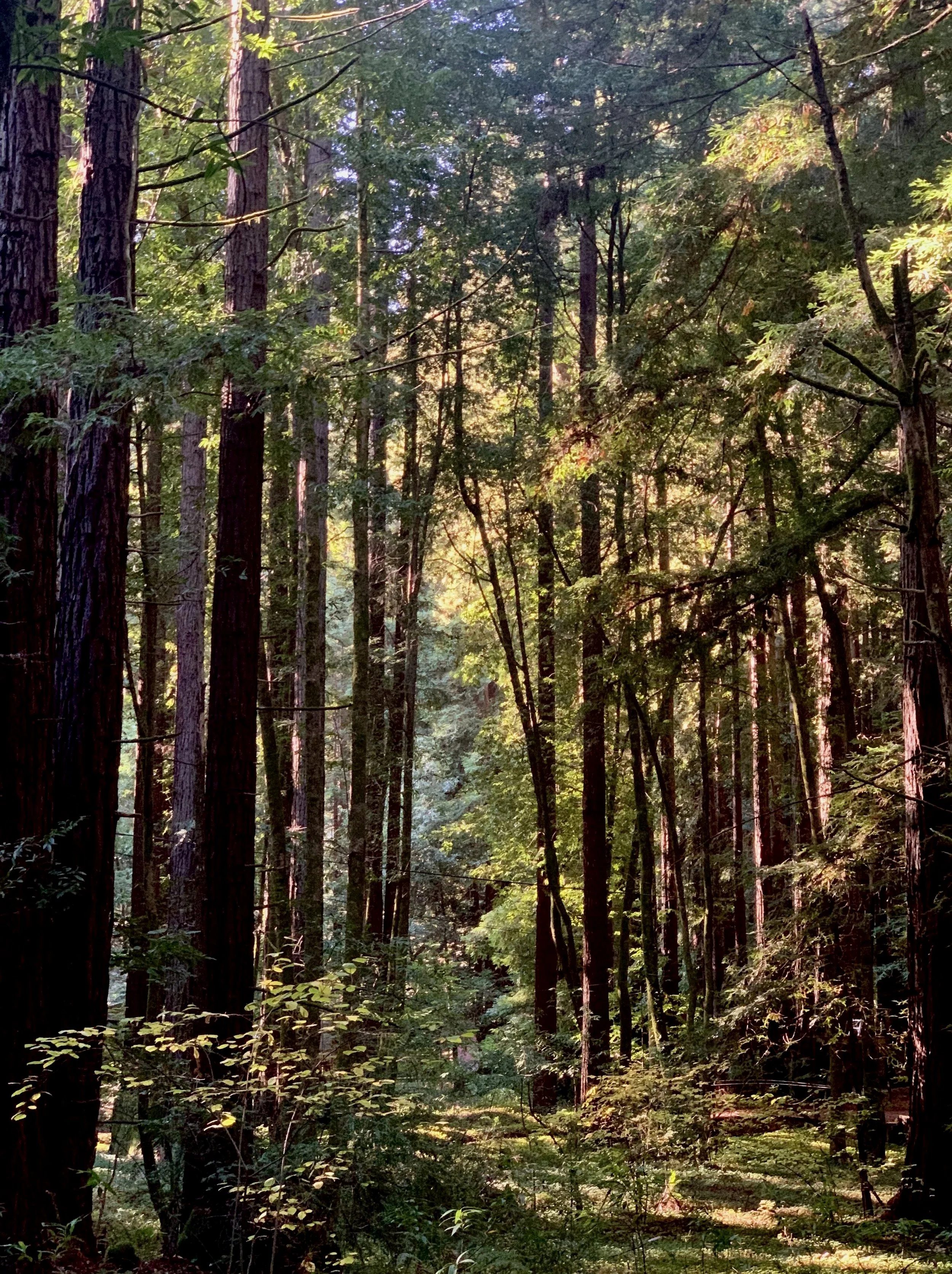 Wanderer, there is no path, the path is made by walking. By walking one makes the path, and upon glancing behind one sees the path that never will be trod again. 
~Machado