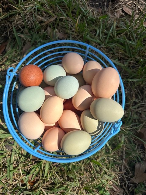 farm eggs.JPEG