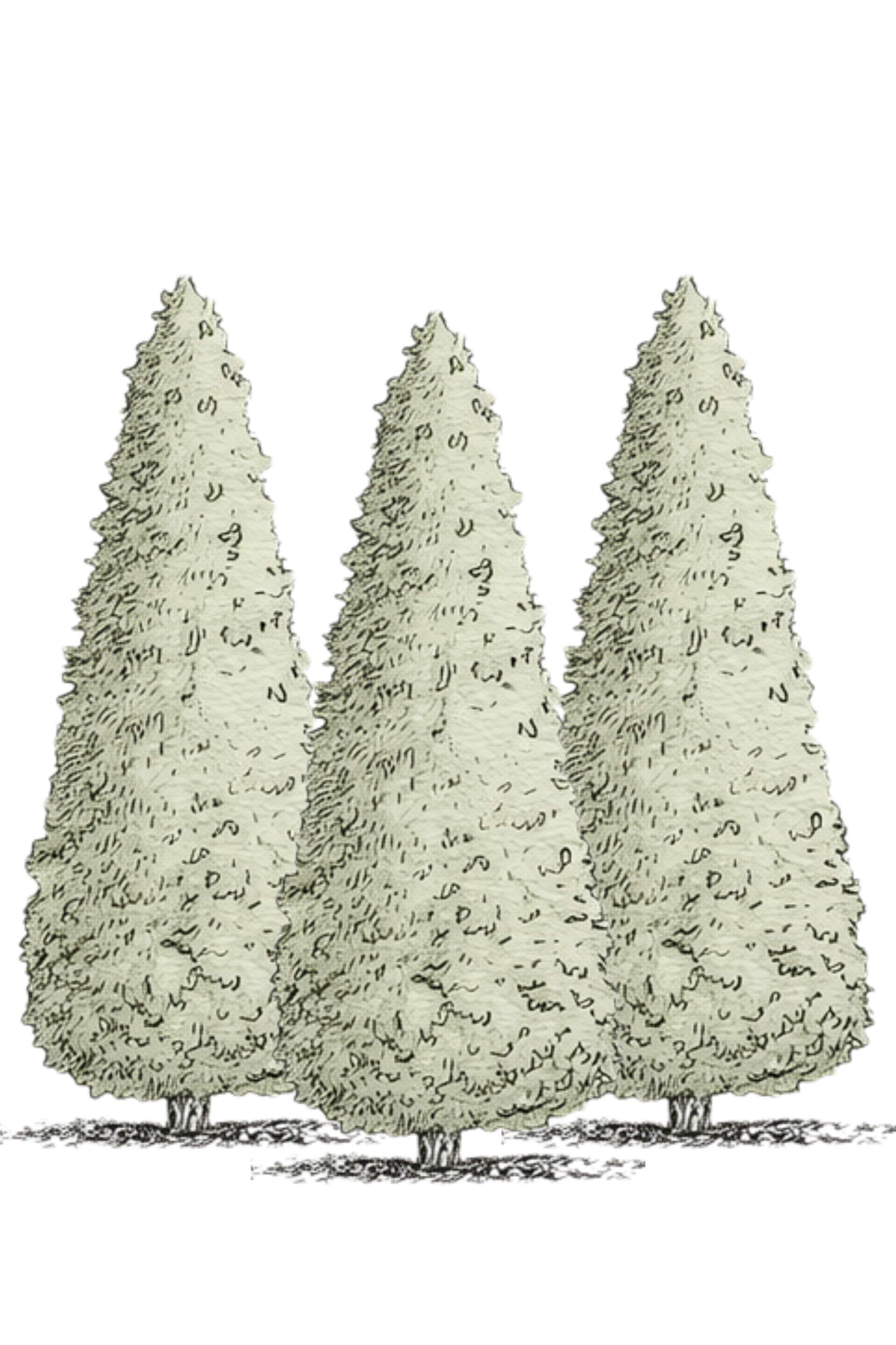 Privacy landscaping with trees