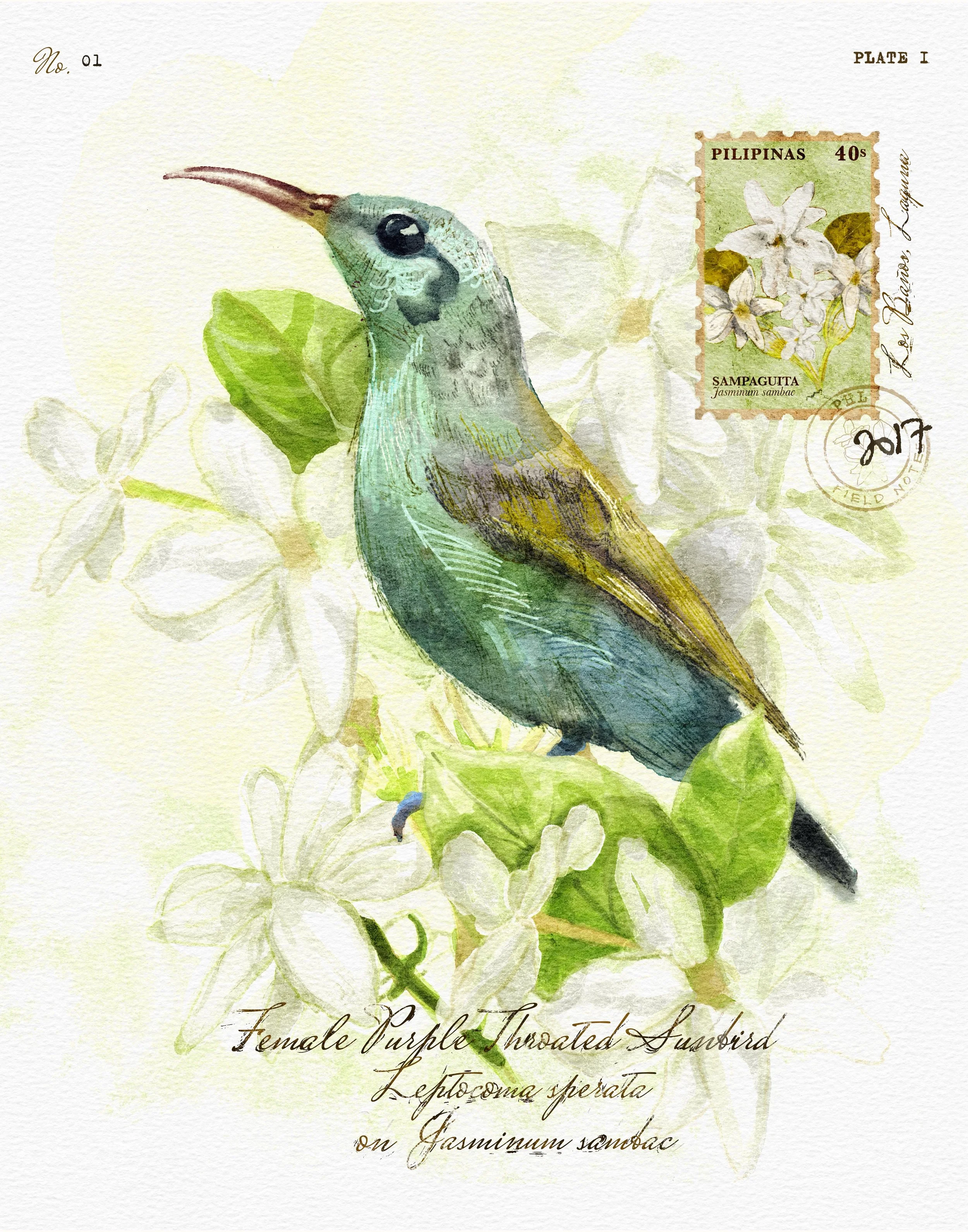 MW-FN-01 Female Purple-Throated Sunbird