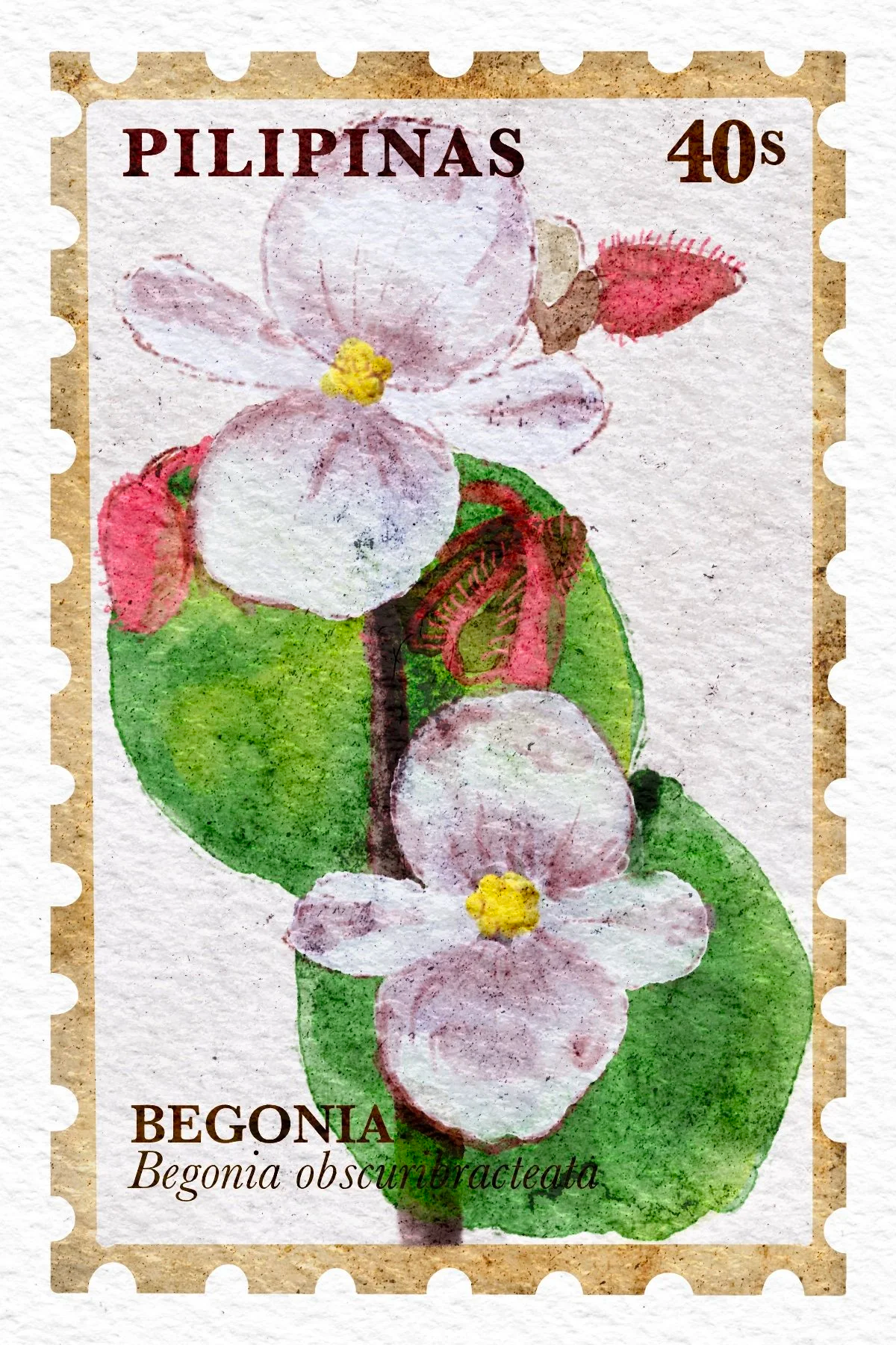MW-BPS-02-BEGONIA