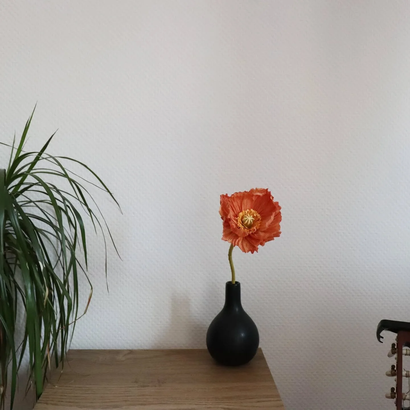 Ein Mohn. Eine Vase. Ein Moment der Stille. 🧡 

Wer bekommt von dir heute einen solchen Moment geschenkt?

#Mohnblume #Trockenblumen #Papierblumen #Handgemacht #Blumendeko
