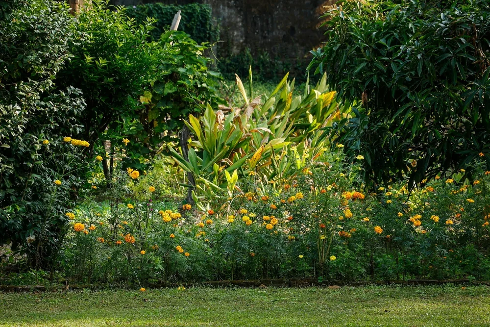A lush garden with a variety of green shrubs and trees, along with yellow and orange flowering plants, set against a backdrop of more greenery.