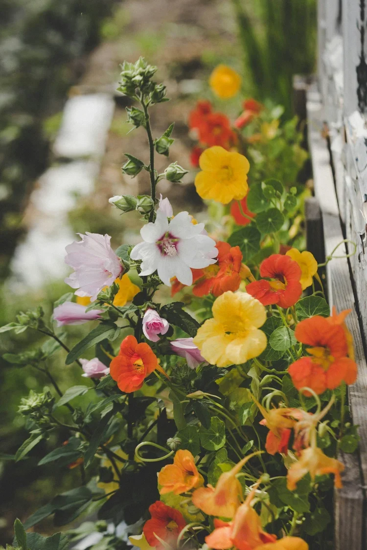 Colorful flowers growing along a wooden garden bed with greenery in the background.