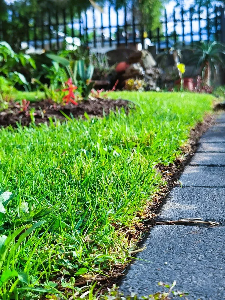 Close-up view of freshly mowed green grass beside a paved stone pathway in a garden with plants and trees in the background.