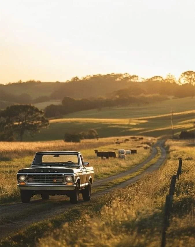 Vintage Ford pickup truck driving on a dirt country road through grassy fields, with cows grazing and rolling hills in the background during sunset.