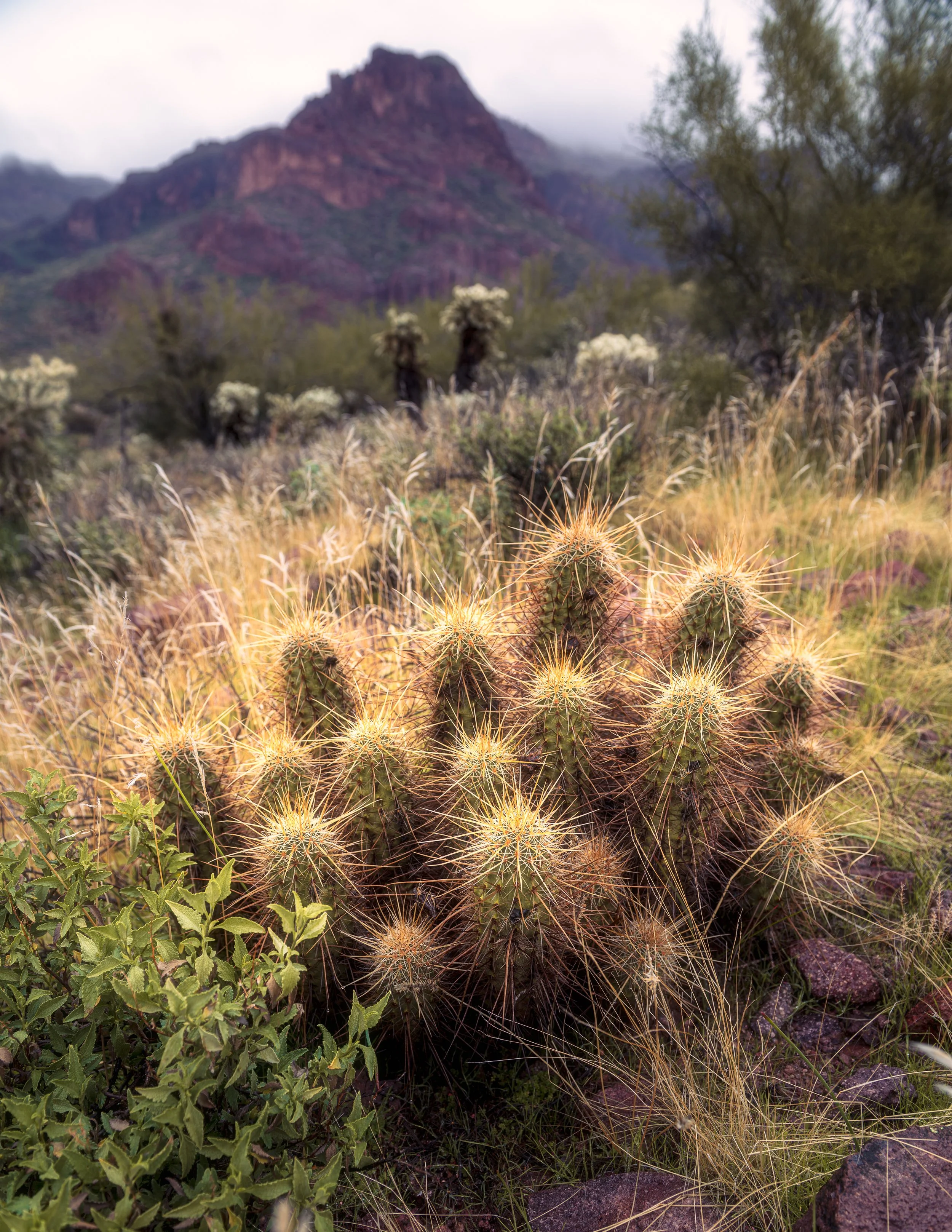 DSC_7433-Edit-3.jpg