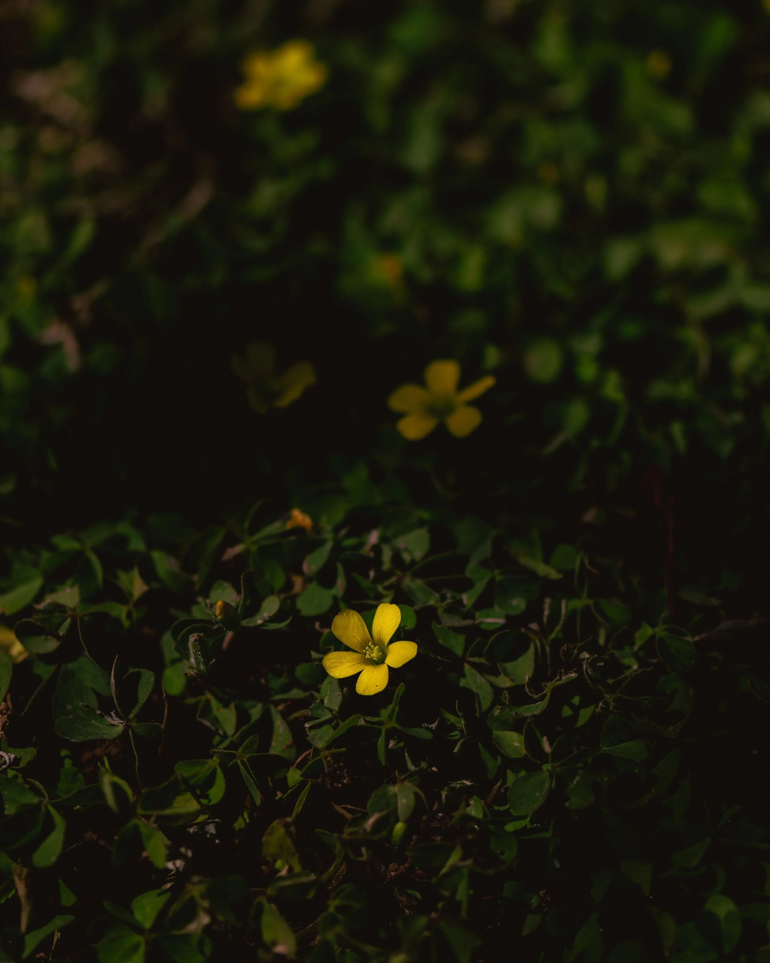 _OZ84110-Edit.jpg