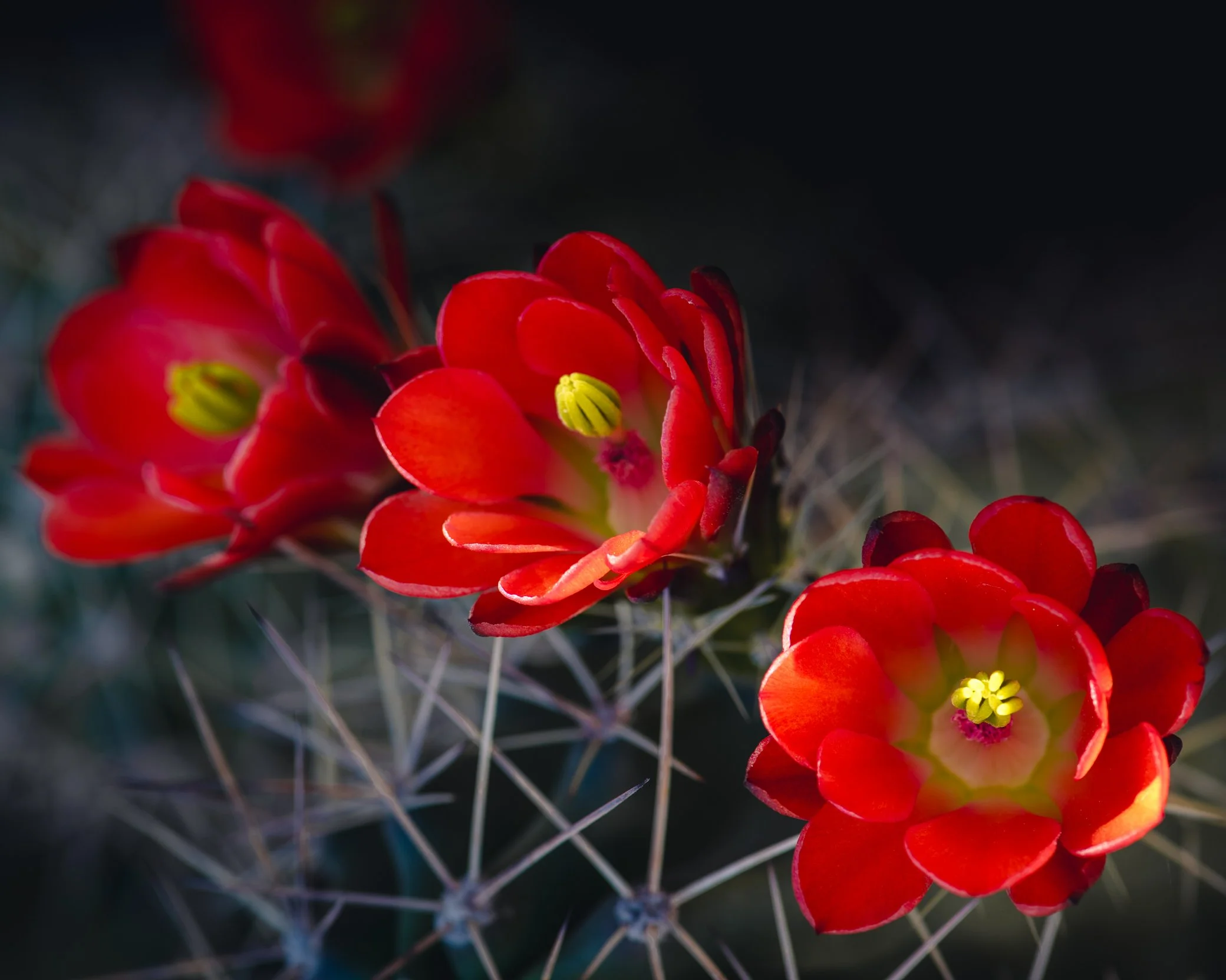 DSC_4962-Edit.jpg