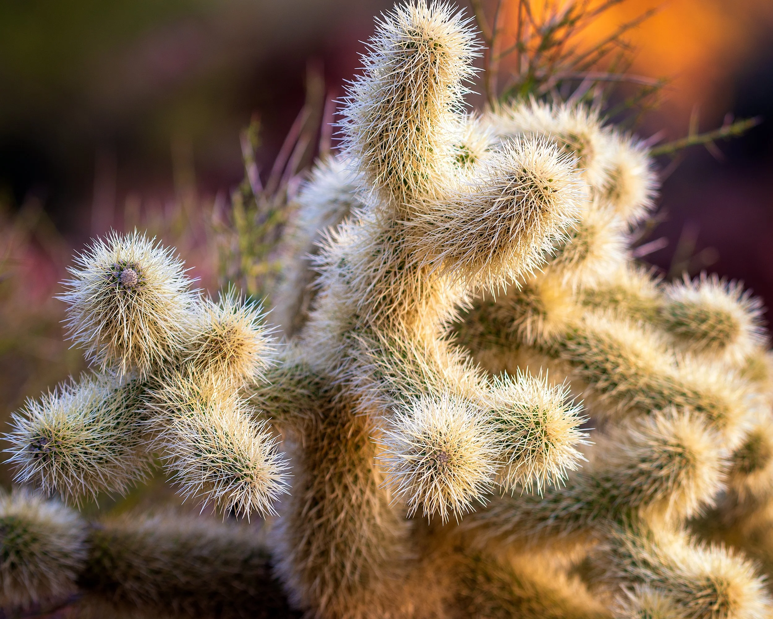 D61_1779-Edit.jpg