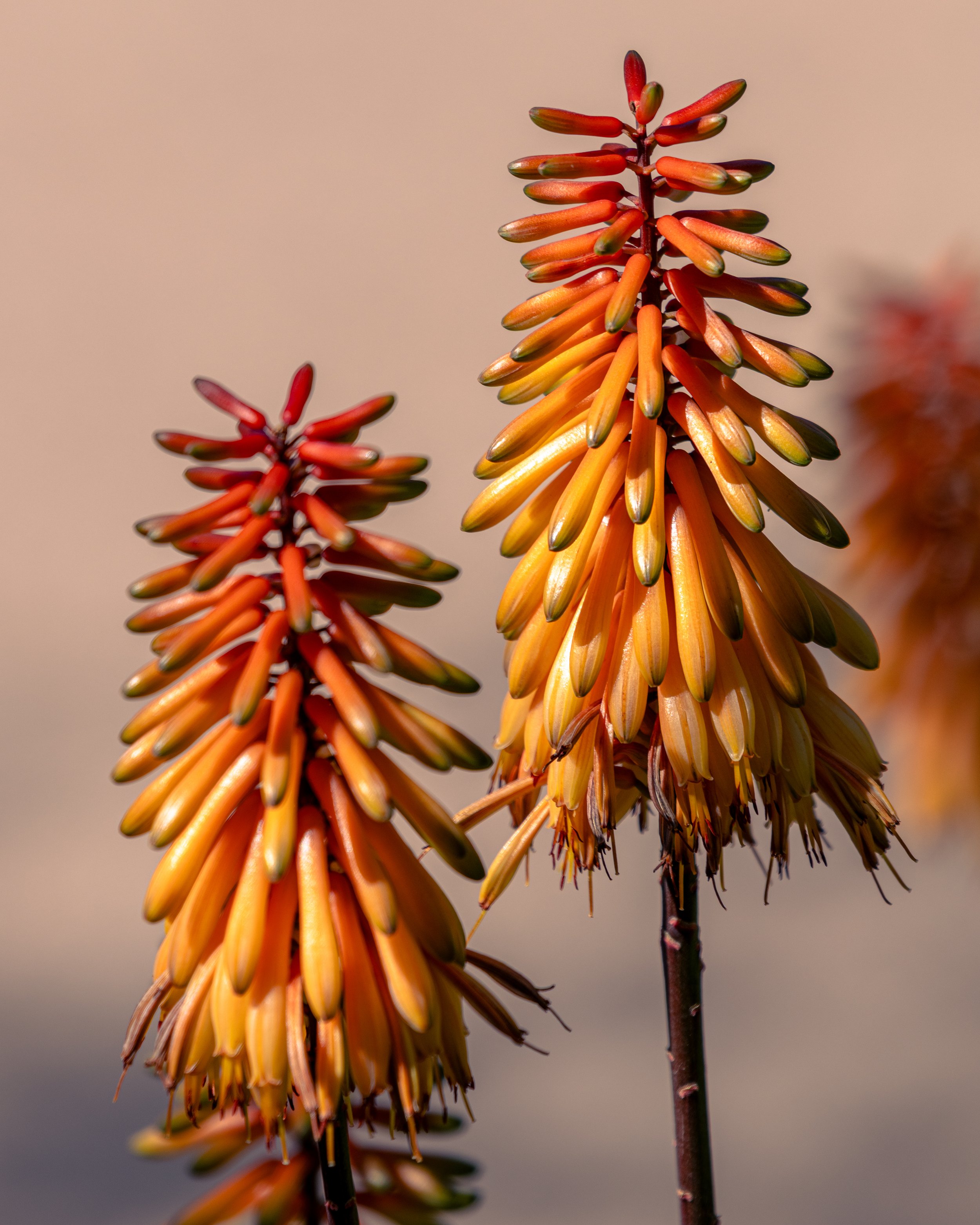 YYZ_3451-Edit.jpg