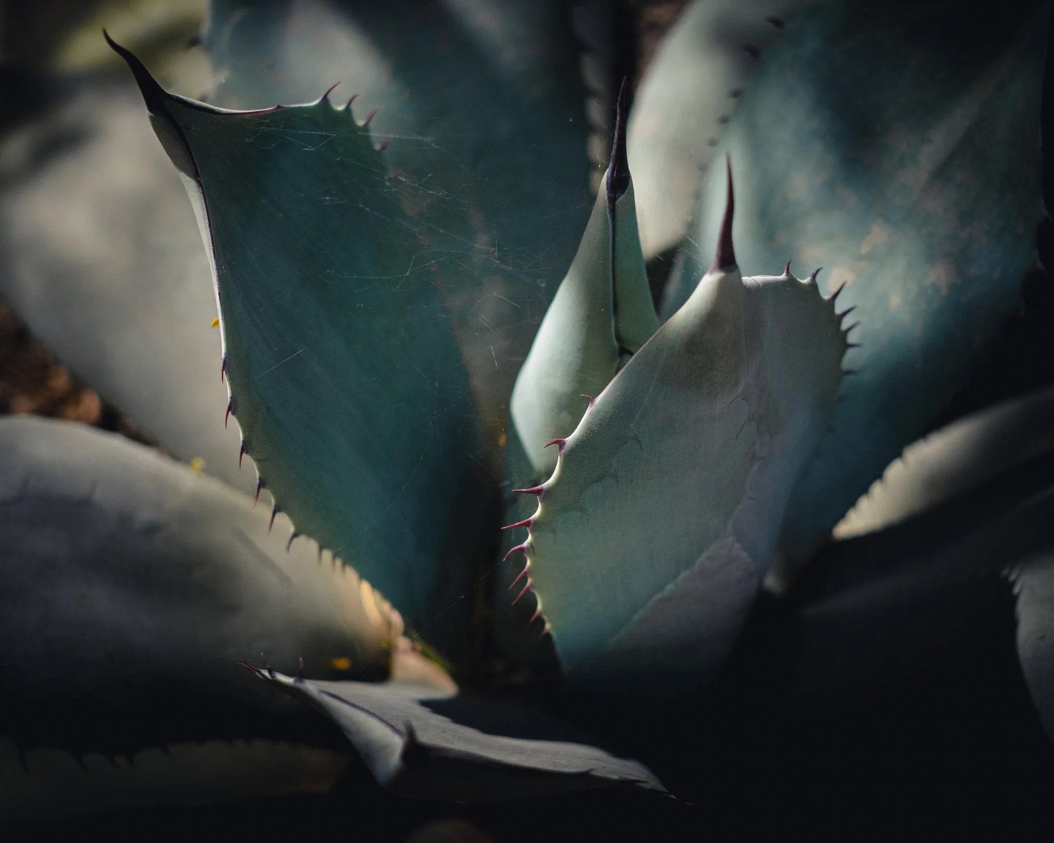 _XT47207-Edit.jpg