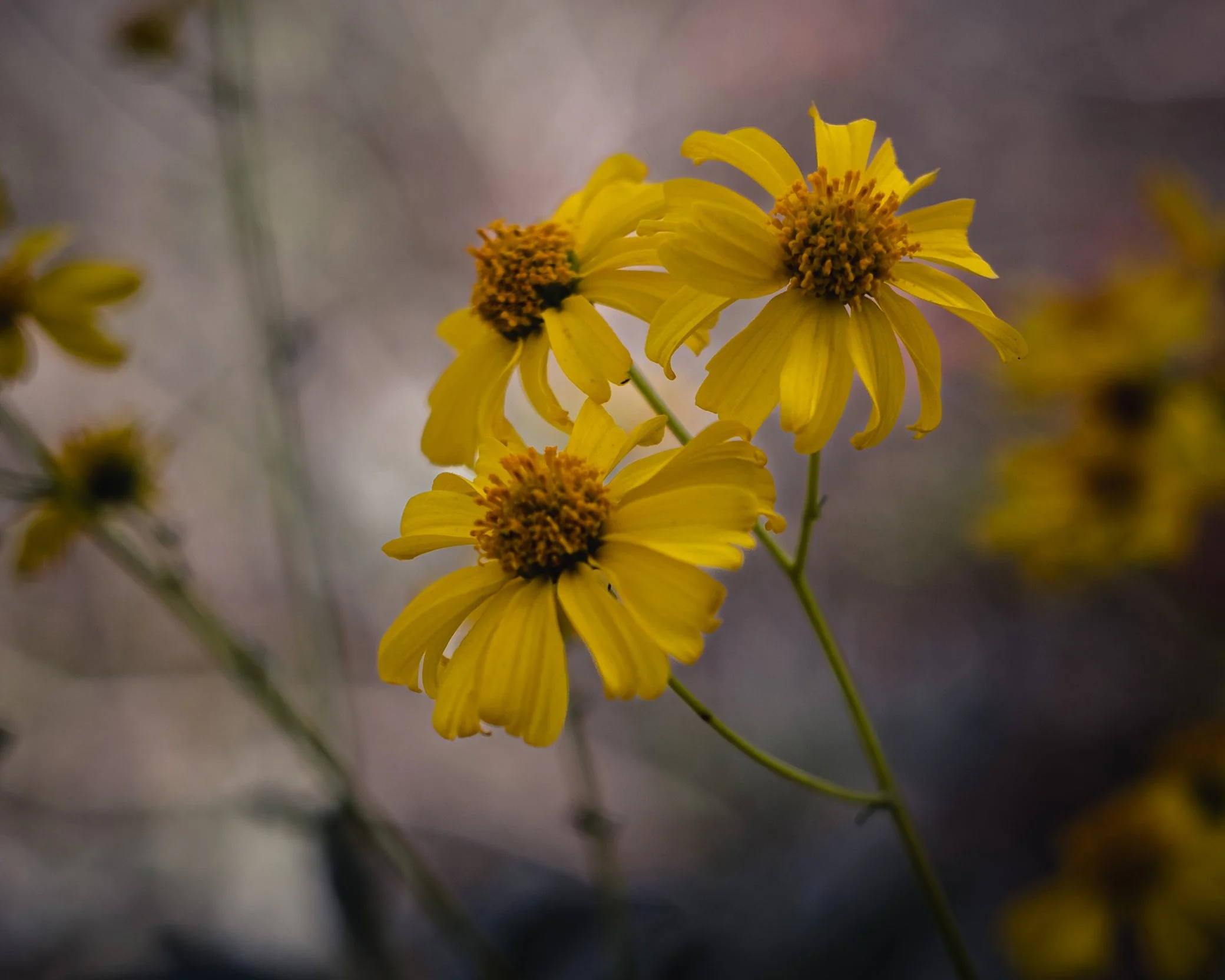 _XT47112-Edit.jpg