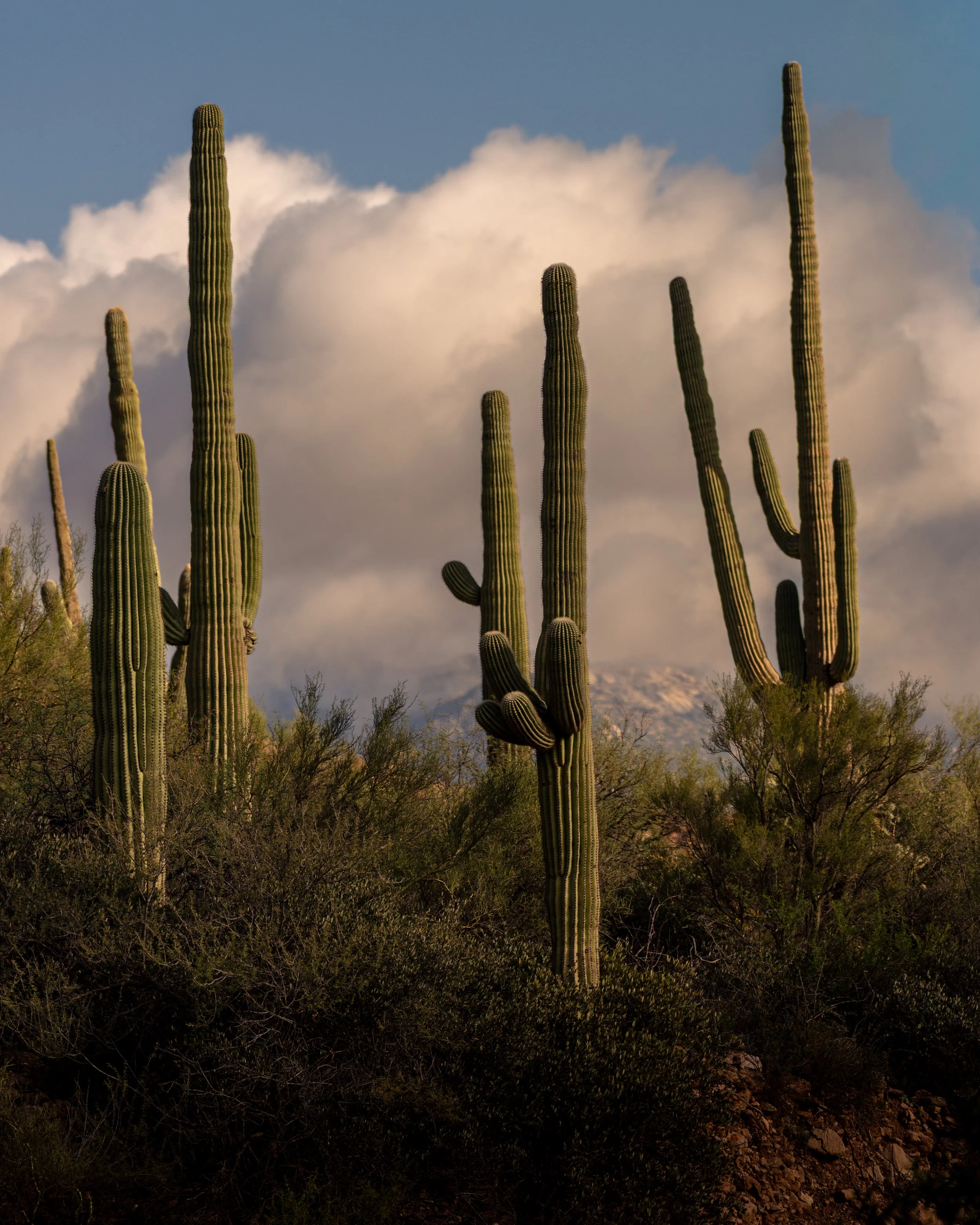 D61_1956-Edit-2.jpg