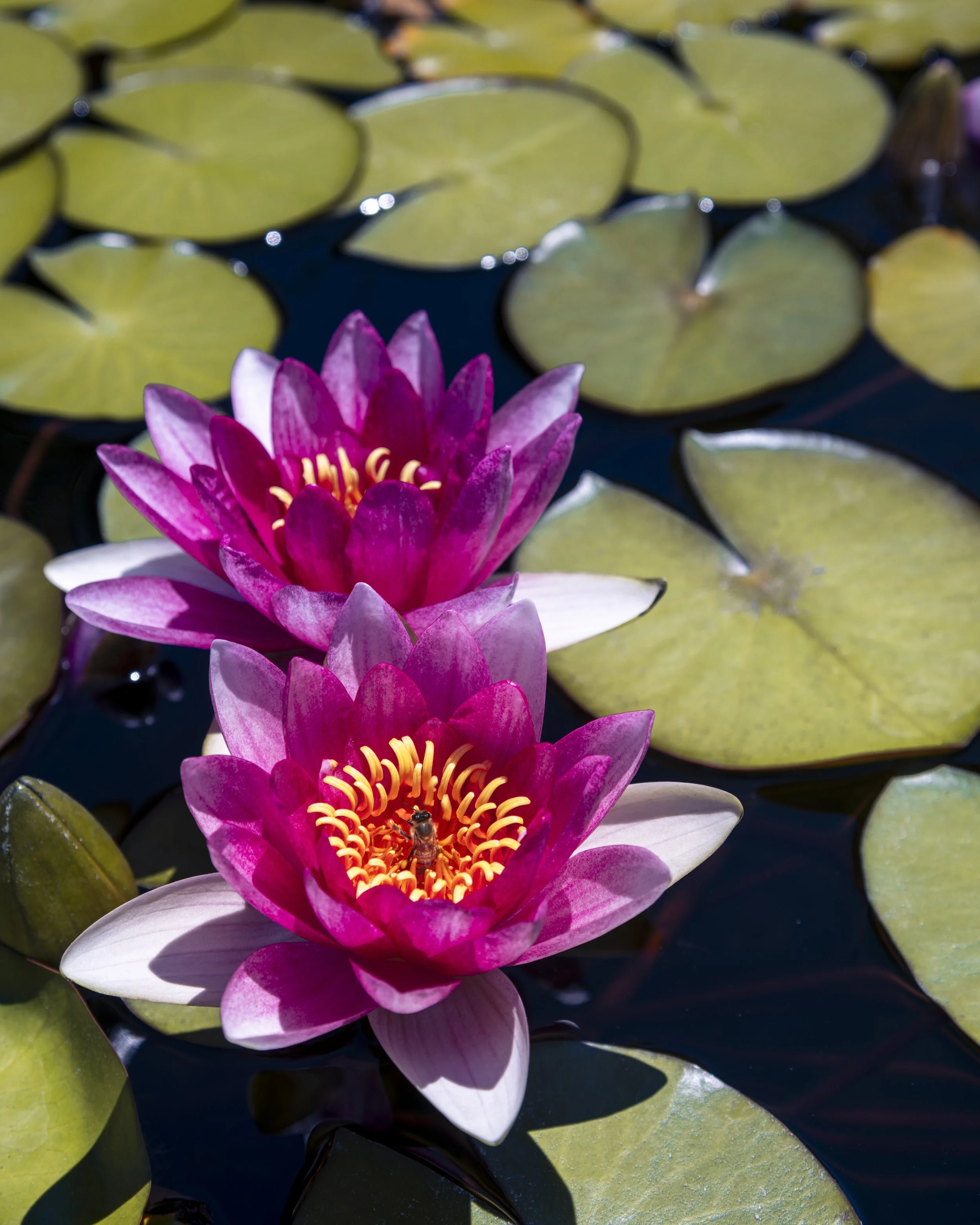 YYZ_1184-Edit-2.jpg