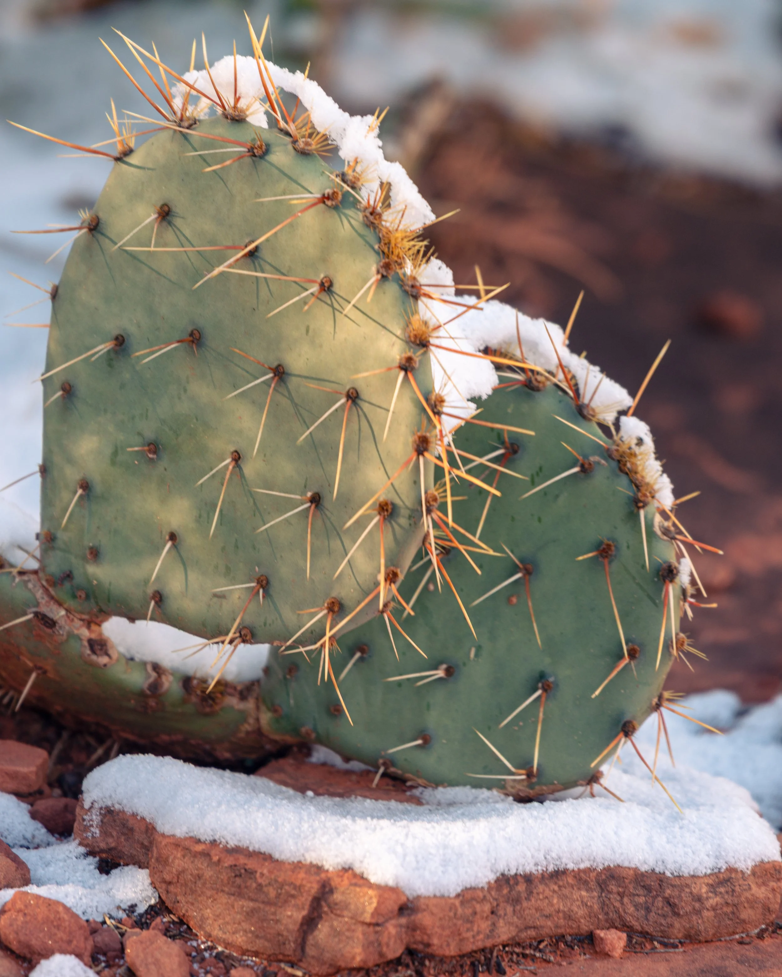 D61_2250-Edit-2.jpg
