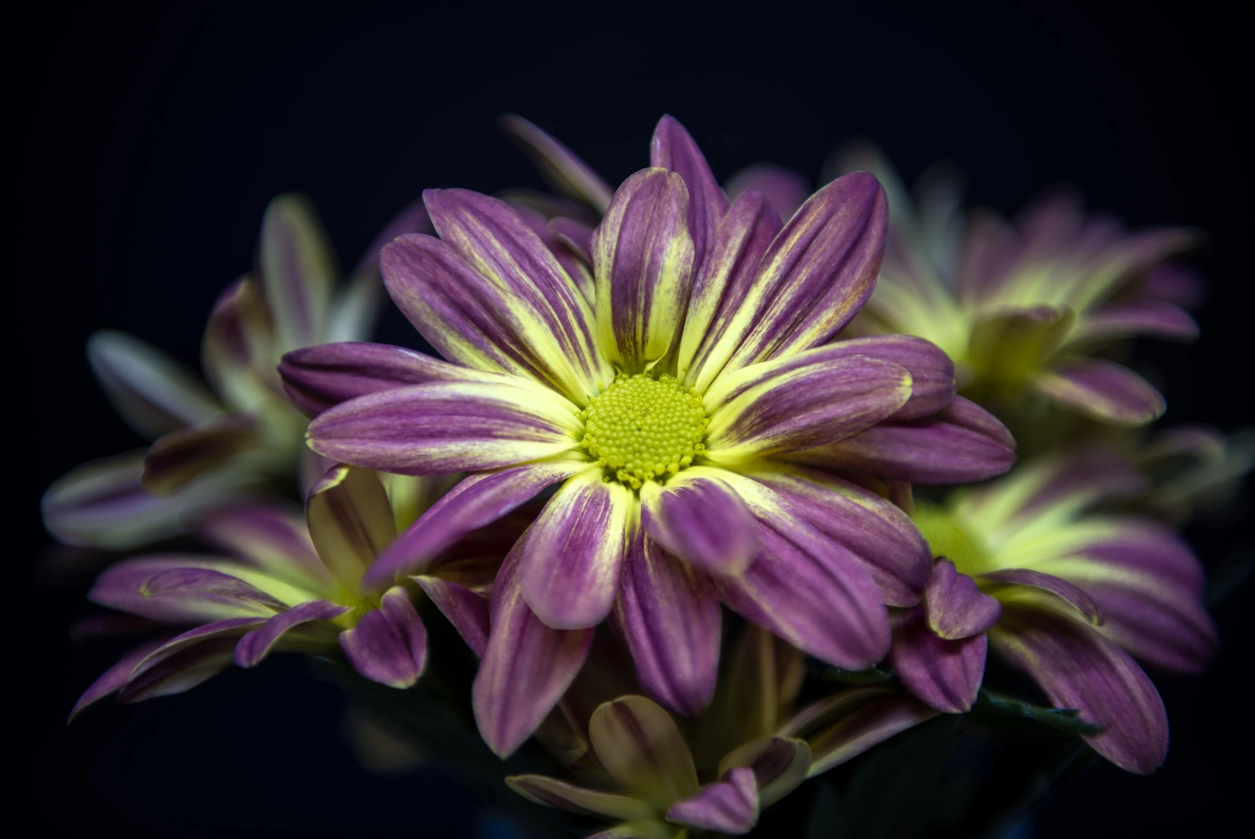 DSC_5593-Edit.jpg